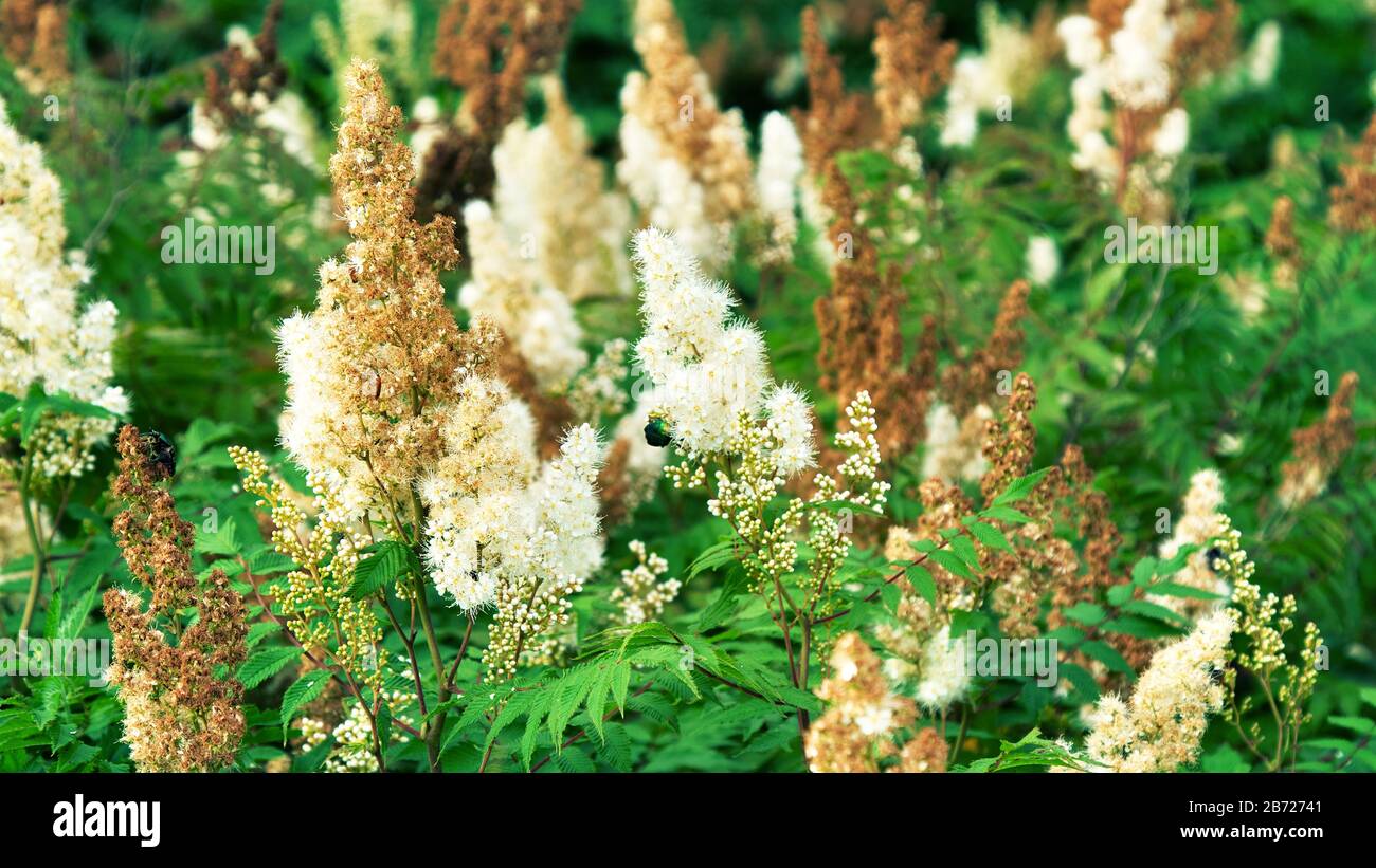 Spiraea à feuilles étroites (Spiraea alba) dans un pré dans une clairière de la forêt Banque D'Images