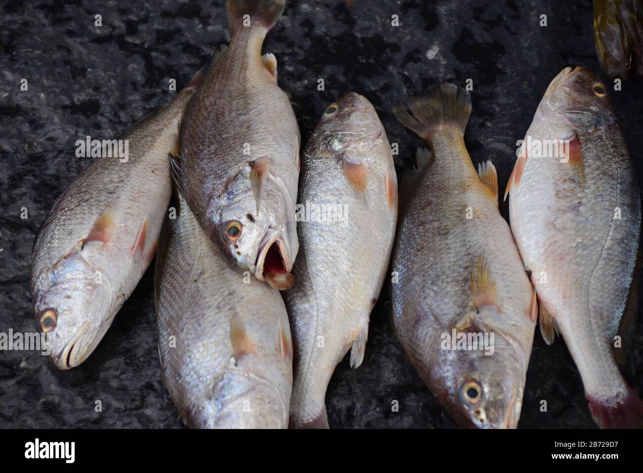 Poisson croaker Vendre sur le marché des fruits de mer frais, note sélectionnez l'accent avec peu de profondeur de champ Banque D'Images