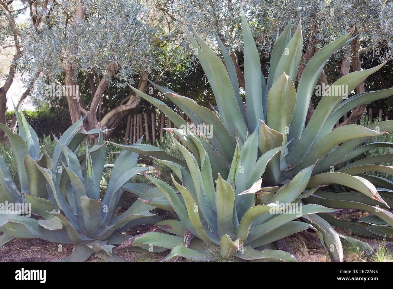 Le jardin du contraste à La Pierre Angulaire les jardins de Sonoma à Sonoma, Californie, États-Unis. Banque D'Images