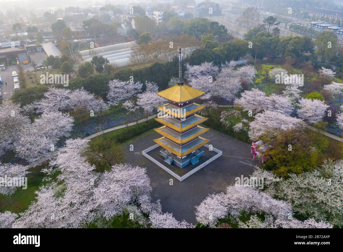 Wuhan East Lake Sakura Garden.cette fois-ci, c'est la saison des cerisiers en fleurs. Pour le voyage autour de Wuhan Banque D'Images