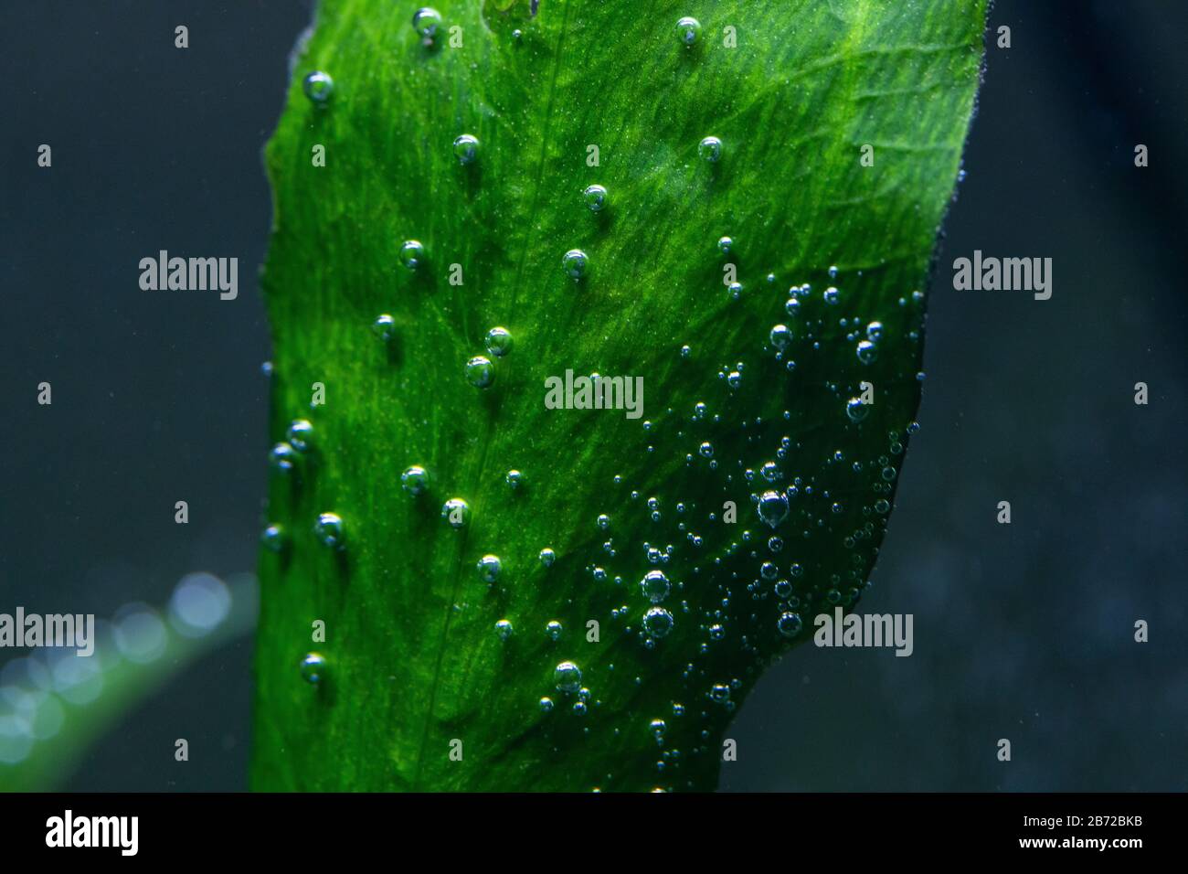 Macro photo de plantes aquatiques sous-marines produisant de petites bulles d'oxygène sur leurs feuilles également connues sous le nom de perlage Banque D'Images