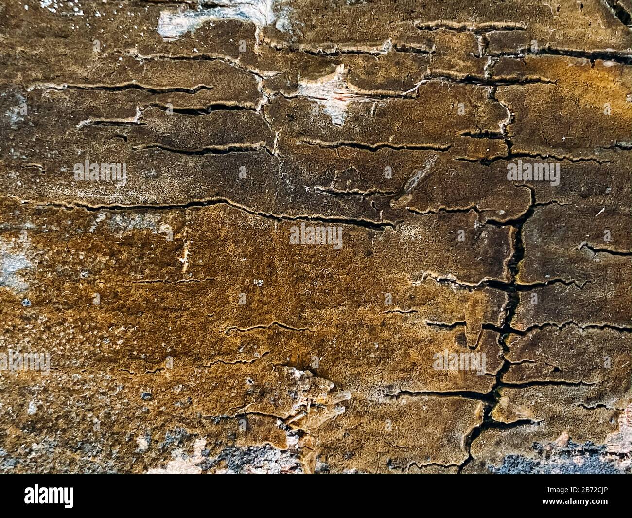 Texture de palmier, tronc de palmier. Texture gros plan, fond de bois naturel. Texture tropicale Banque D'Images