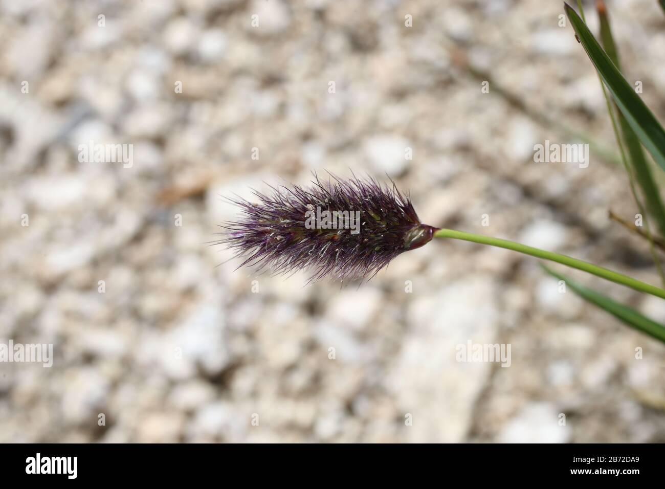 Sesleria comosa - plante sauvage prise en été. Banque D'Images