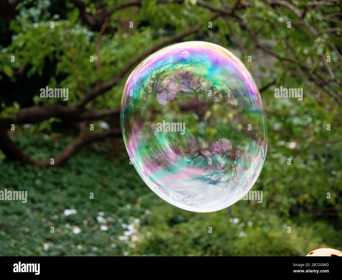 Bulle et arbres Banque D'Images