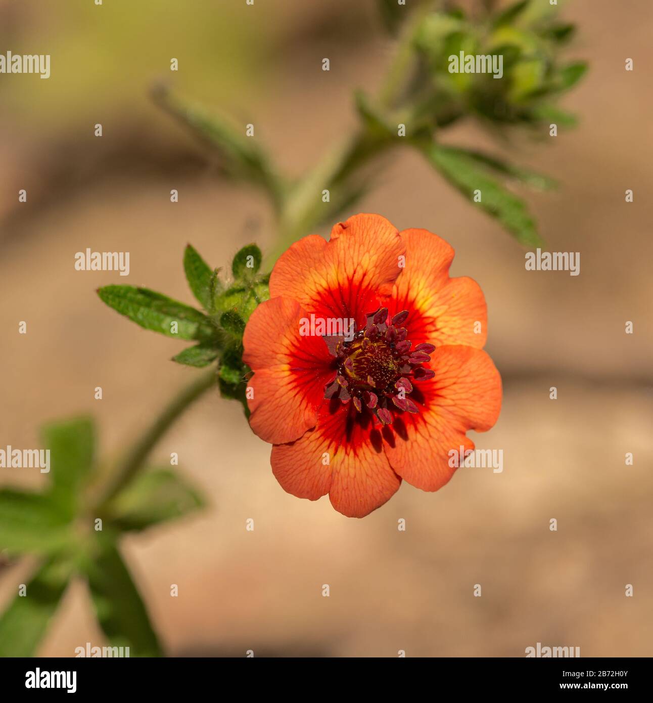 Red Potentilla Photos Red Potentilla Images Alamy