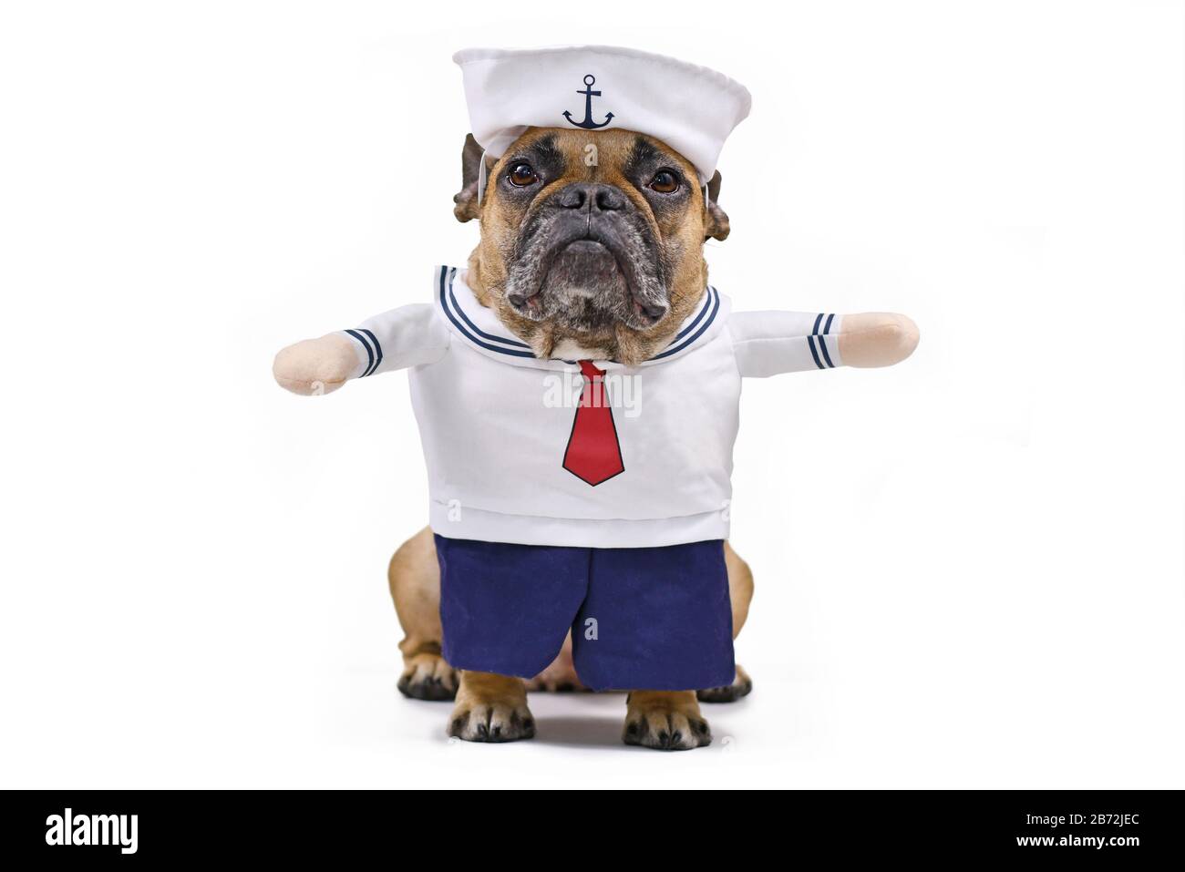 Drôle de Bulldog français vêtu d'un joli costume de voile Halloween avec chapeau de marin, pantalon bue et chemise avec faux bras isolés sur le dos blanc Banque D'Images