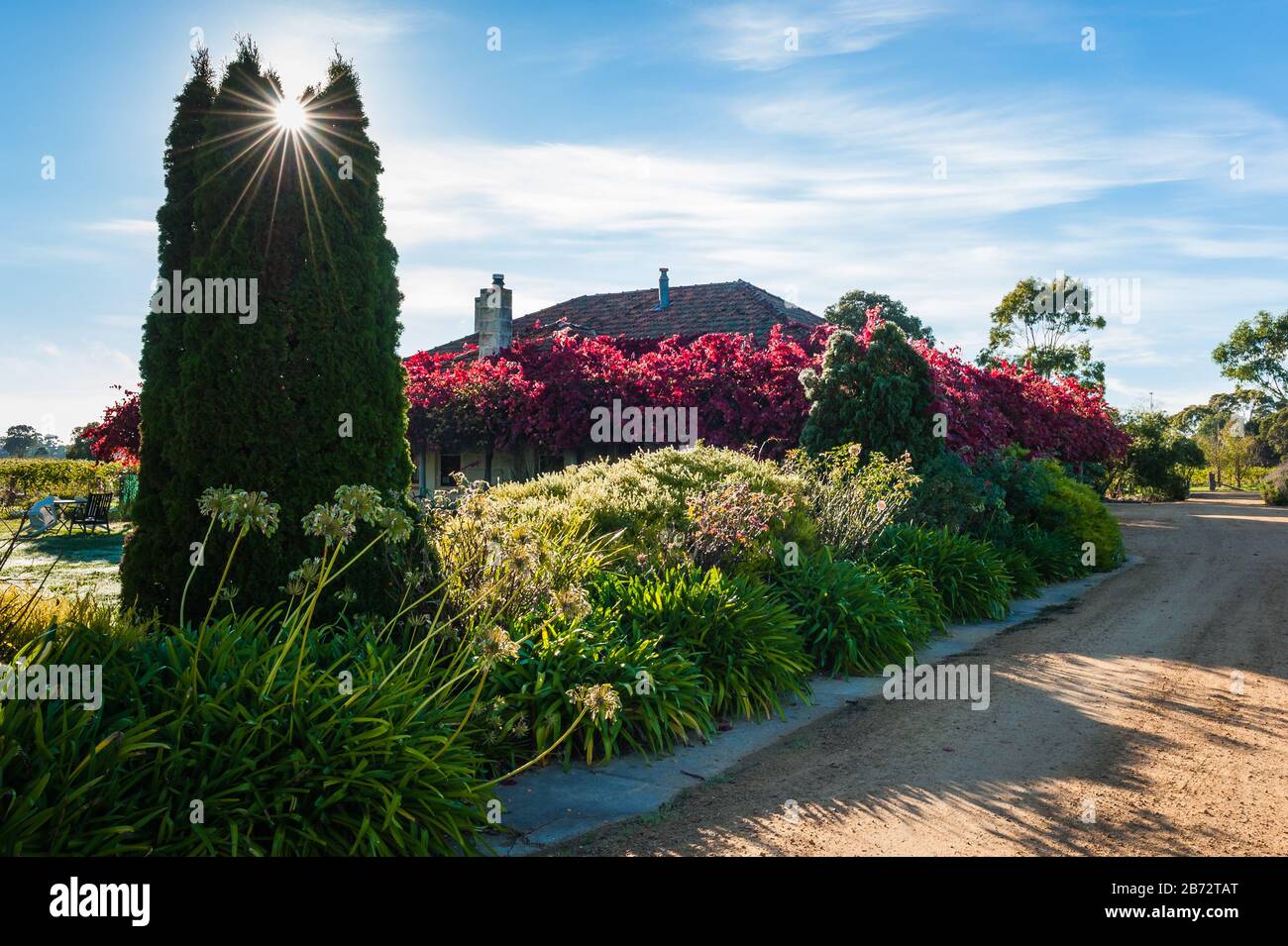 Les étoiles ont fait éclater les poireaux à travers un grand pin dans un jardin pittoresque aux couleurs vives de l'automne dans le quartier viticole de Coonawarra en Australie méridionale. Banque D'Images