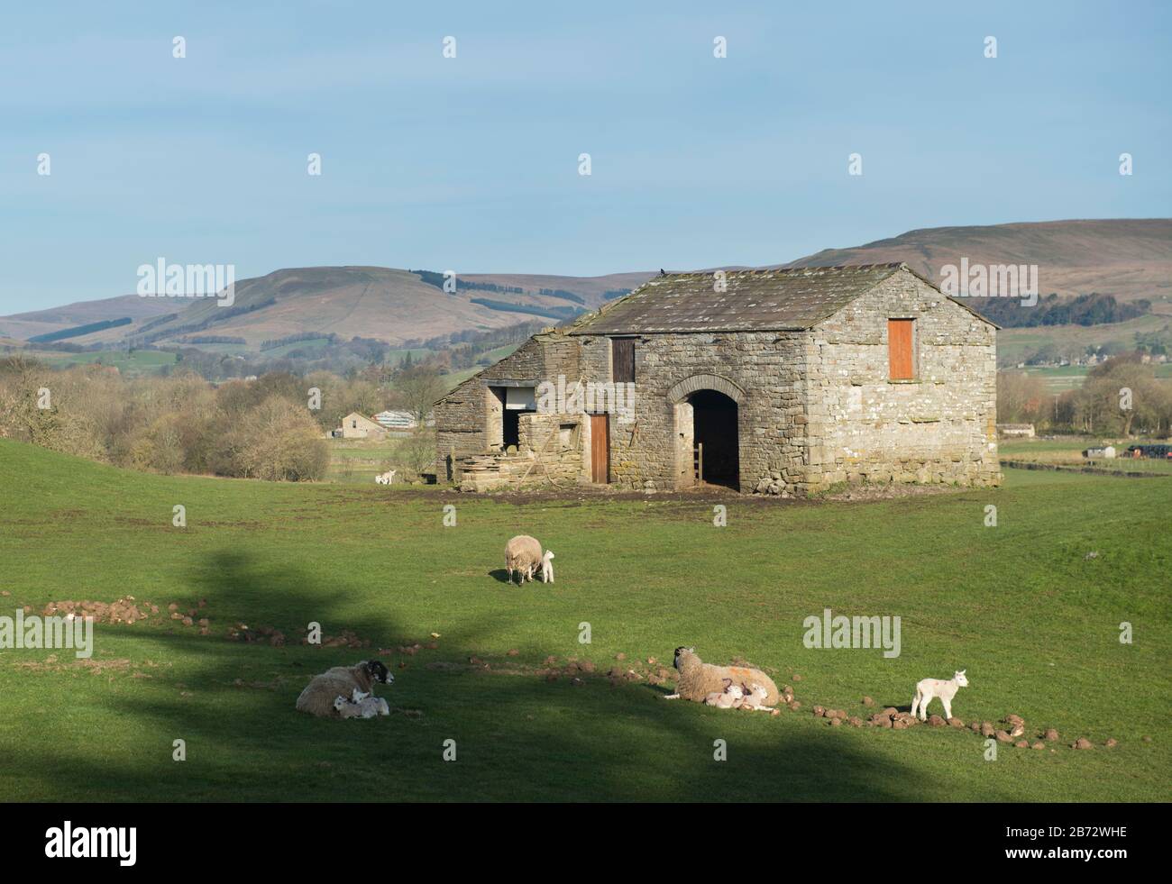 Moutons et agneaux nés récemment paissent dans un champ en face d'une grange en pierre près de Hawes, Wensleydale, Yorkshire Dales National Park Banque D'Images