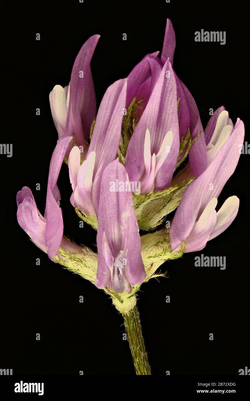 Bunge d'Astragalus effusus , tête de fleur Banque D'Images