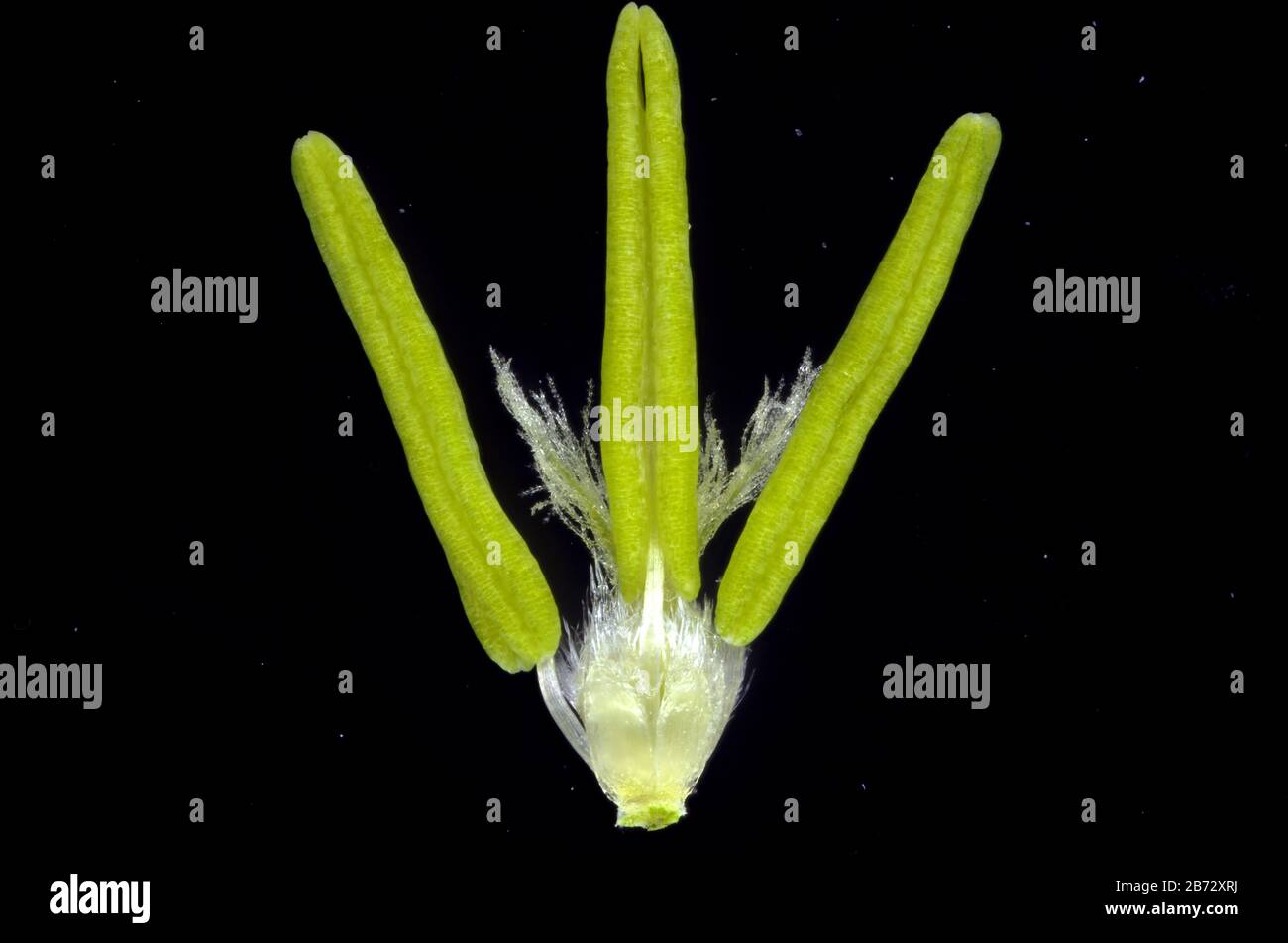 Aegilops triuncialis L. , Floret Banque D'Images