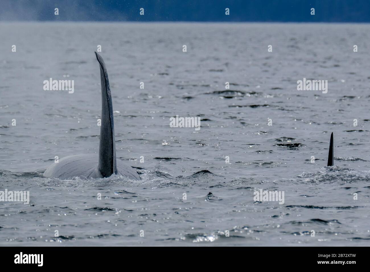 Deux épaulards à Tofino avec l'aileron au-dessus de l'eau, vue du bateau sur deux épaulards. Banque D'Images