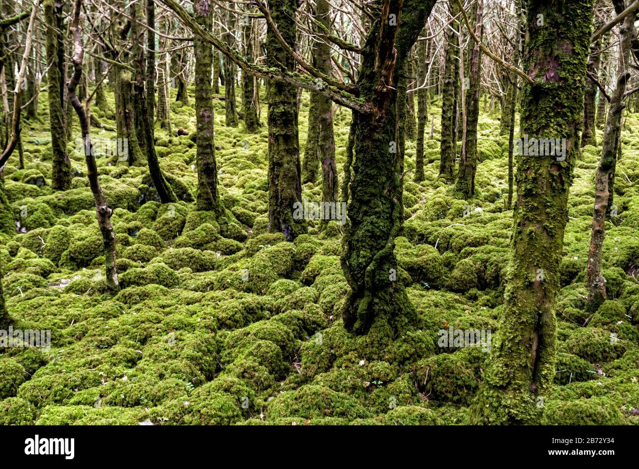 Arbres couverts de Moss dans le parc national de Killarney en Irlande Banque D'Images