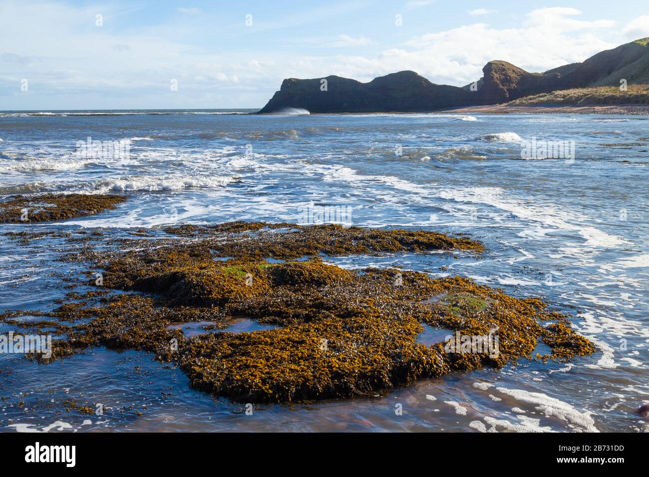 Le Sentier Côtier Angus D'Arbroath À Auchmithie, Angus, Écosse Banque D'Images