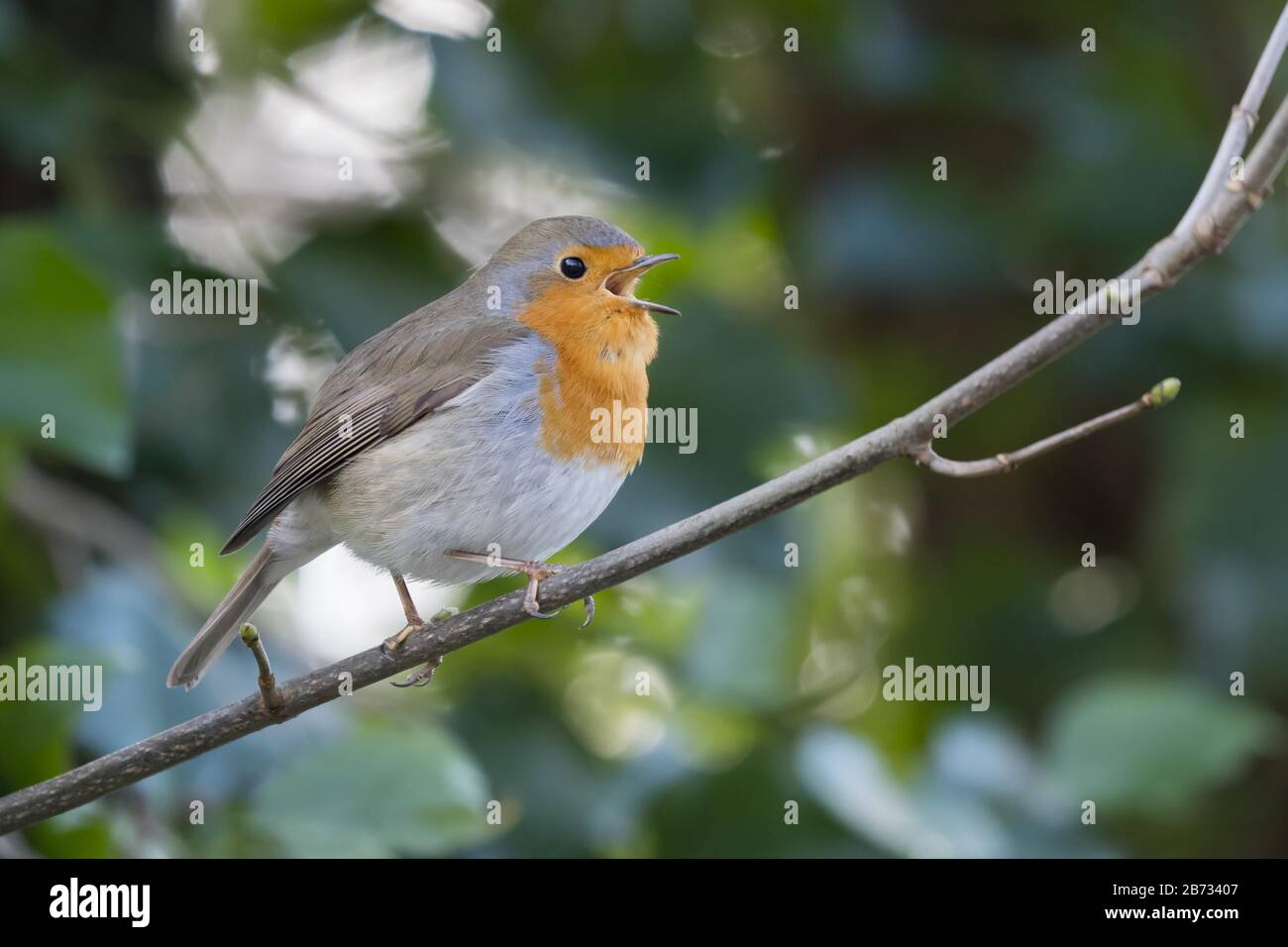 Européenne de chant robin (Erithacus rubecula aux abords) perché sur une brindille, Hesse, Allemagne Banque D'Images