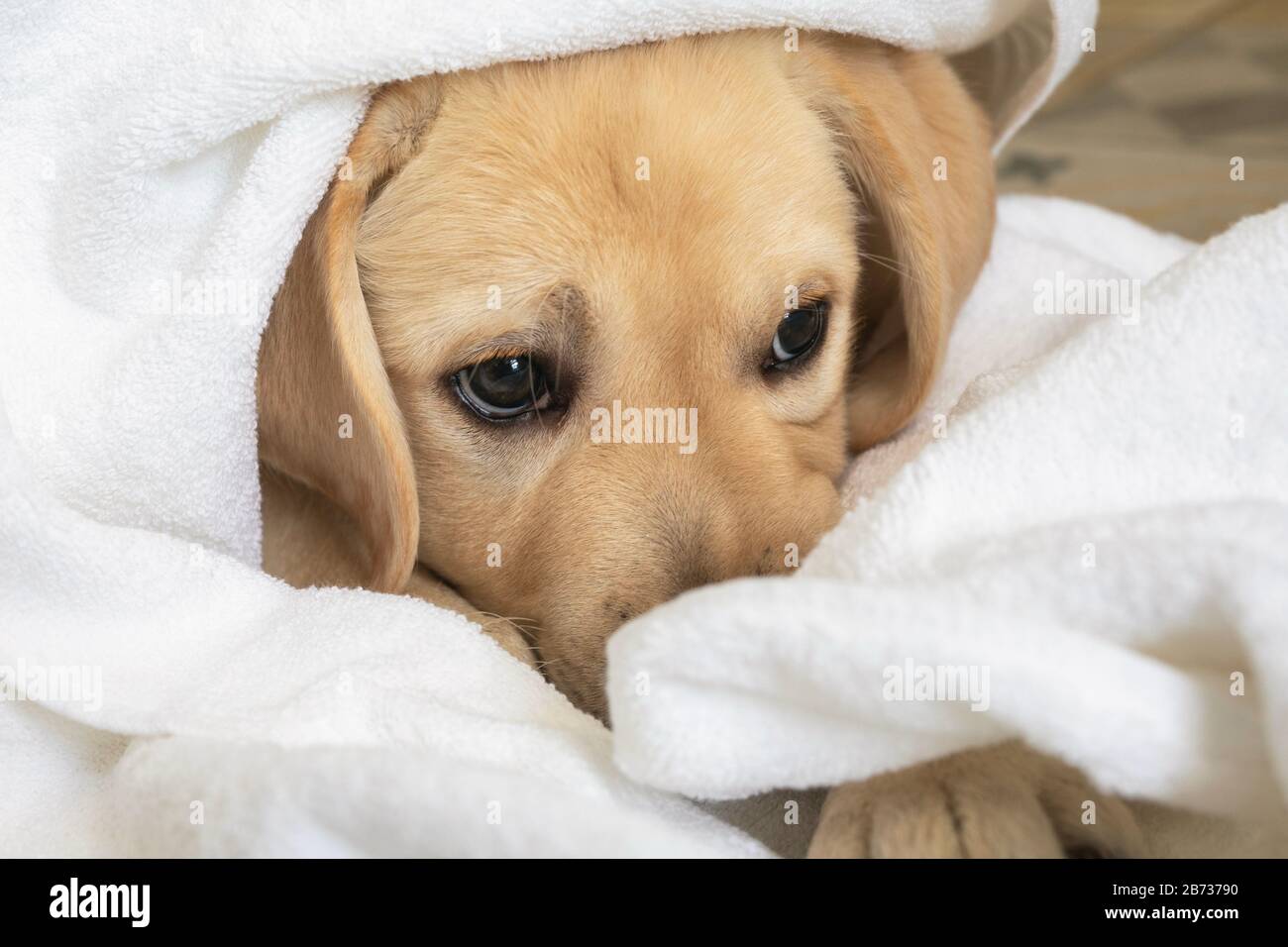 Magnifique Chien Chiot Labrador Dans Une Serviette Blanche Apres Le Bain Animaux De Bebe Photo Stock Alamy