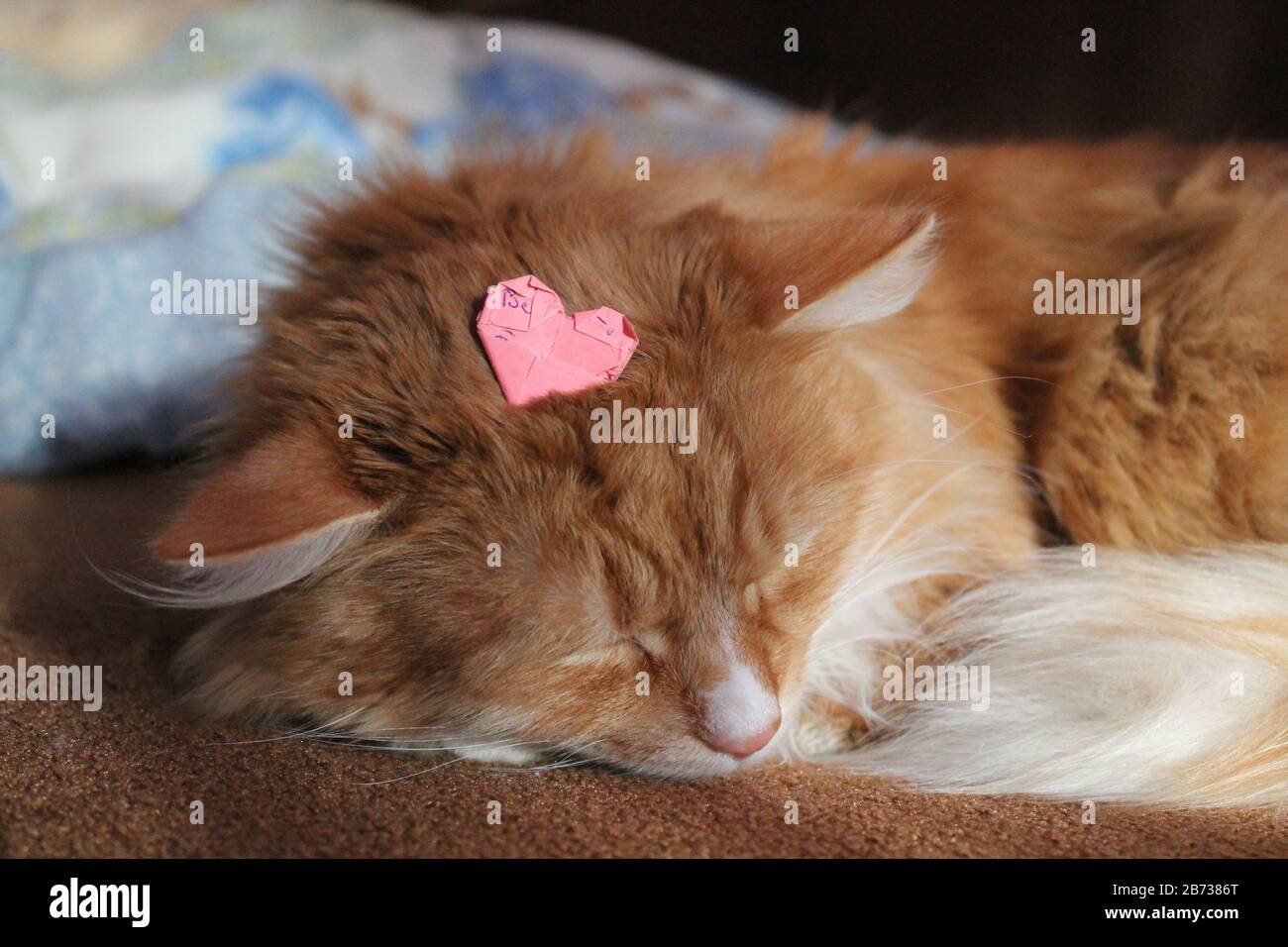 magnifique sommeil doux de chat de couleur orange brillant après avoir joué avec le coeur de papier Banque D'Images