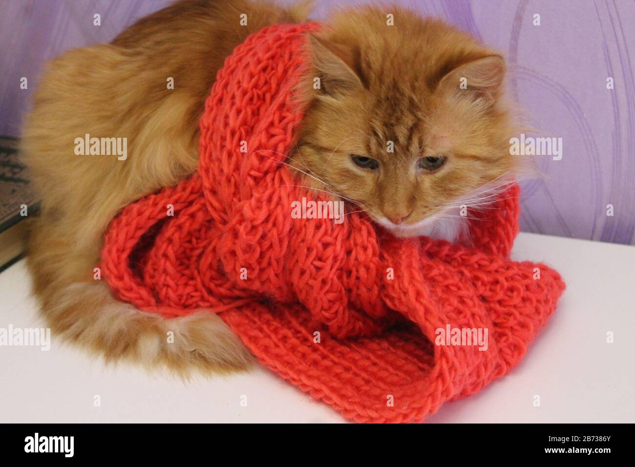 magnifique chat de couleur orange vif dans un foulard en bois rouge attrapez la grippe Banque D'Images
