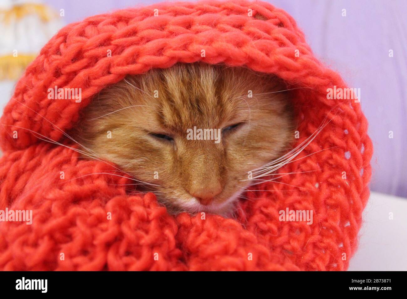 magnifique chat de couleur orange vif dans un foulard en bois rouge attrapez la grippe Banque D'Images