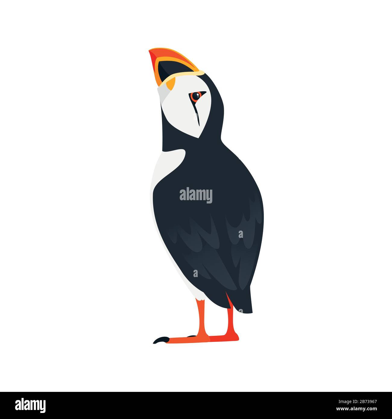 Oiseau de macareux de l'Atlantique Rejetez un regard sur le dessin d'animal de caricature supérieur illustration vectorielle plate isolée sur fond blanc. Illustration de Vecteur