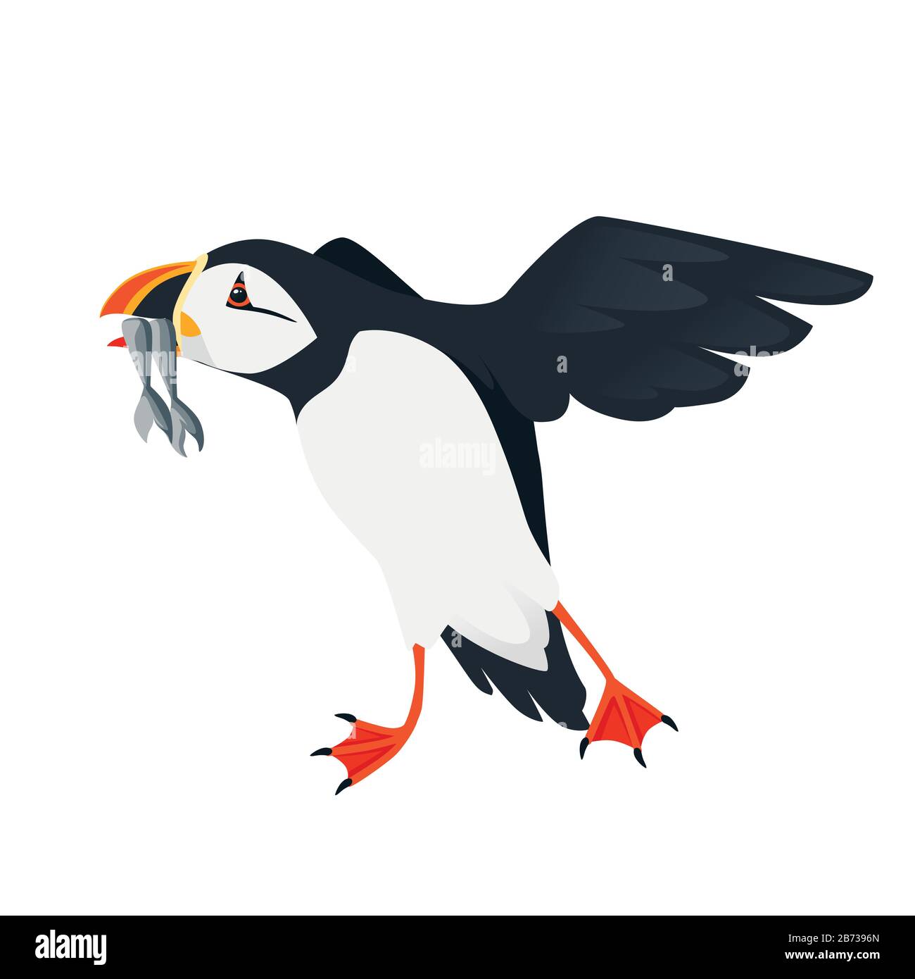 Oiseau de macareux de l'atlantique volant avec du poisson dans le bec dessin d'animal de caricature illustration vectorielle plate isolée sur fond blanc. Illustration de Vecteur