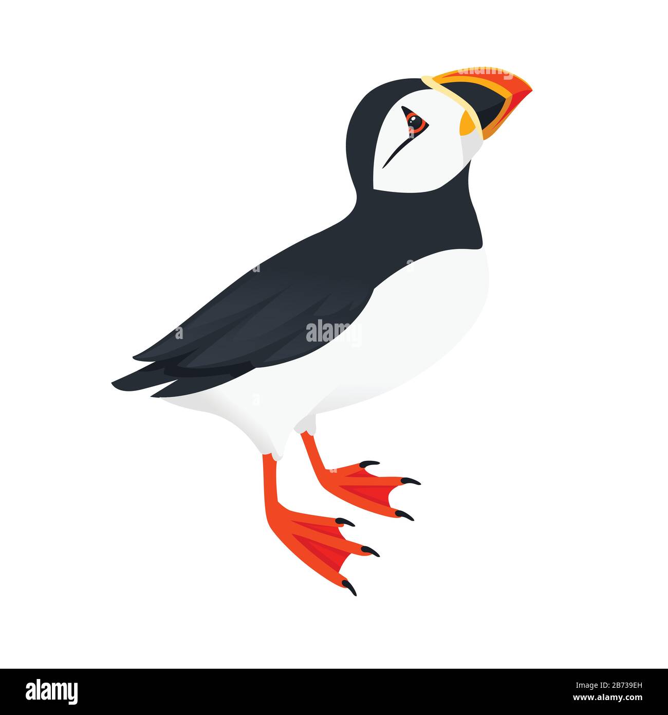 Oiseau de macareux de l'Atlantique Rejetez un regard sur le dessin d'animal de caricature supérieur illustration vectorielle plate isolée sur fond blanc. Illustration de Vecteur