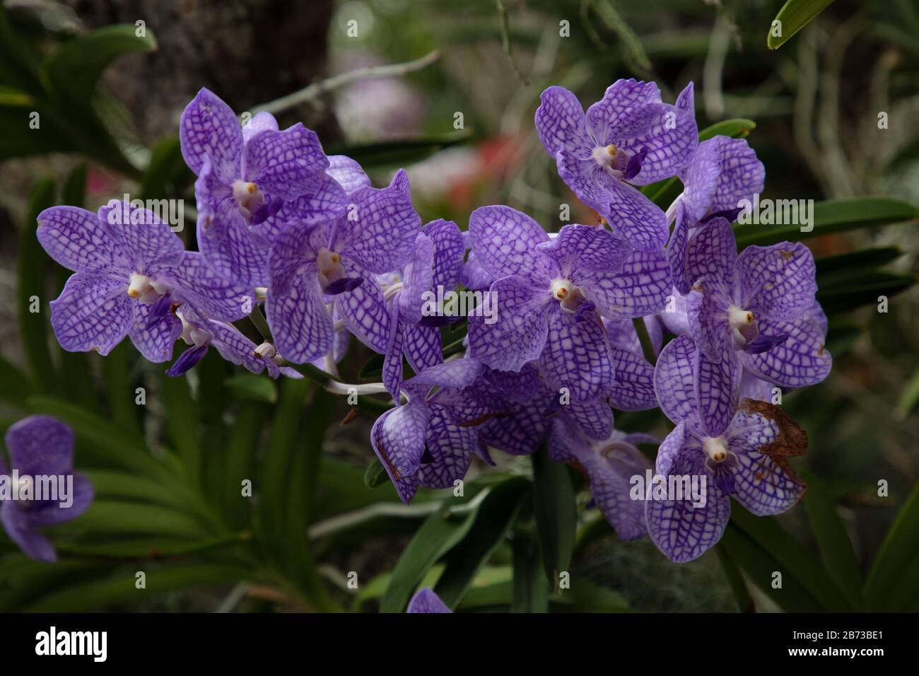Fleurs d'orchidées violettes vues de près. Banque D'Images