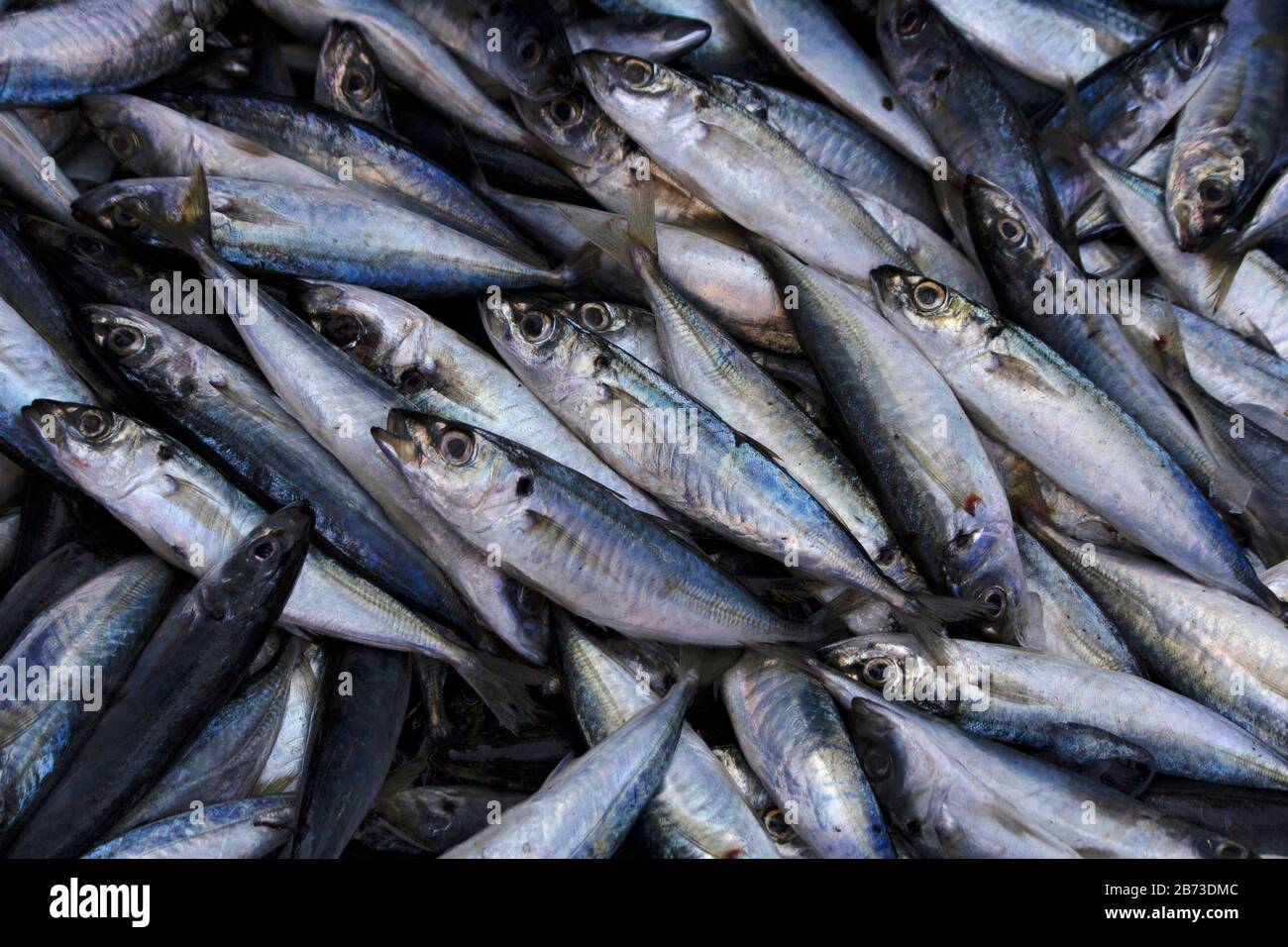 Sardines Ou Tarli, Ratnagiri, Maharashtra, Inde Banque D'Images