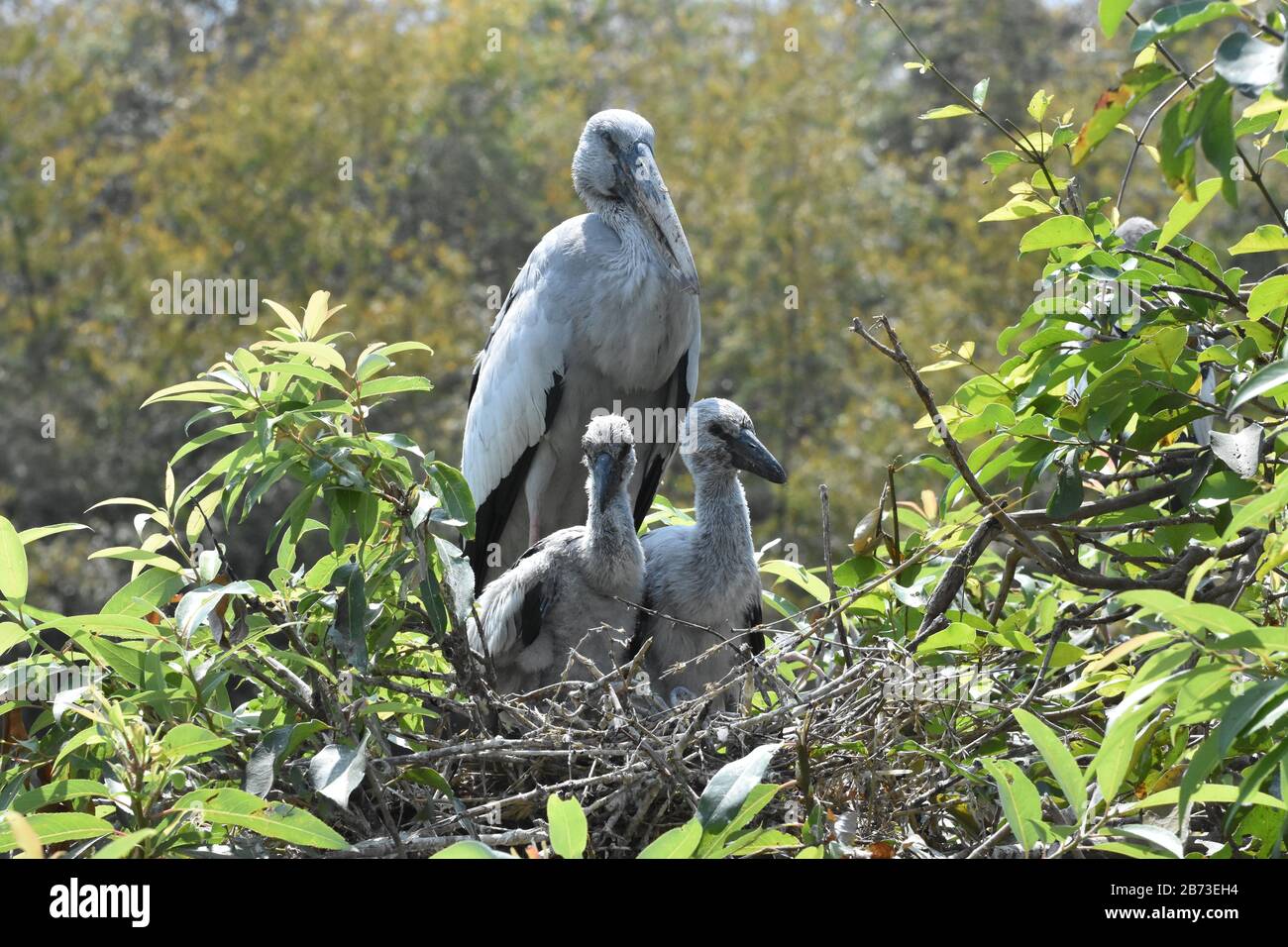 Asian openbill Anastomus stork (oscitante) Banque D'Images