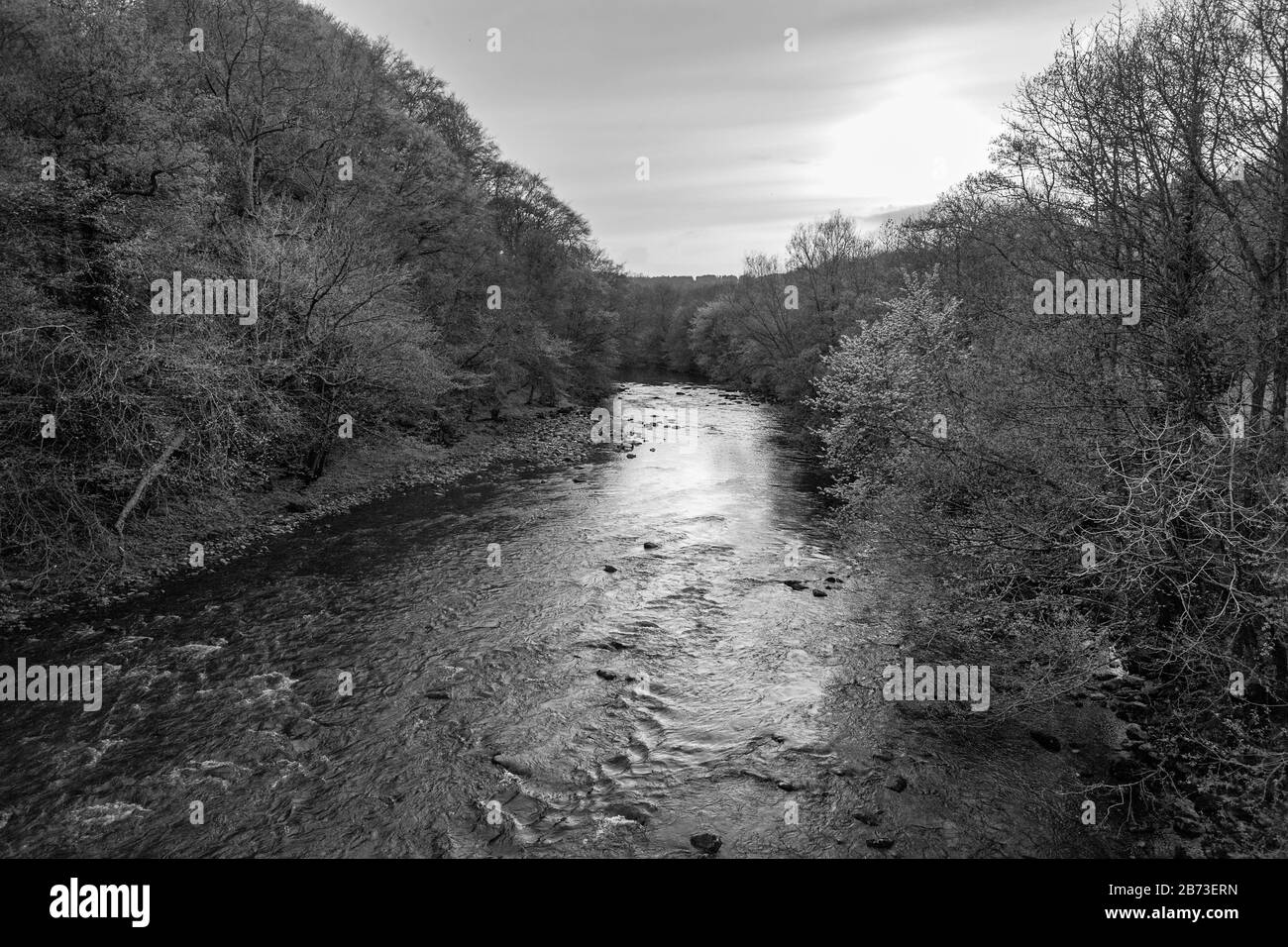 La Rivière Swale À Calfhall Wood Au-Dessus De Richmond, North Yorkshire, Angleterre, Royaume-Uni. Version noir et blanc Banque D'Images