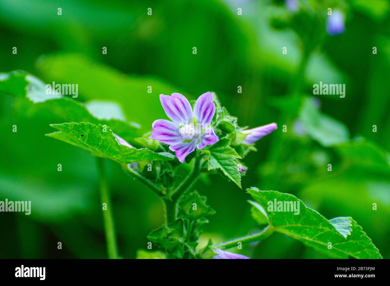 Stork Bill ou Storkbill (Erodium telavivense) Erodium est un genre de plantes à fleurs de la famille botanique Geraniaceae. Le genre comprend environ 60 Banque D'Images