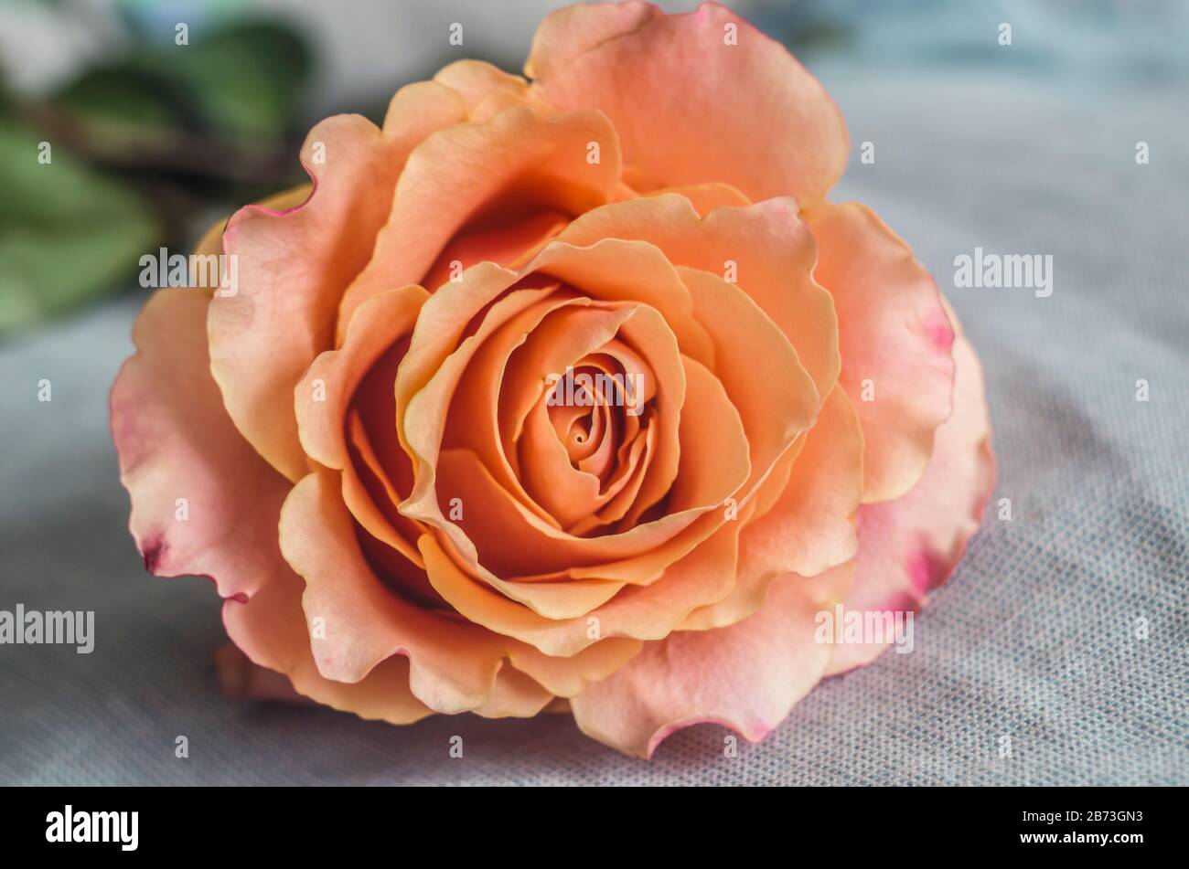 Belle abricot unique rose sur un fond gris flou. Photo de rose de thé. Banque D'Images