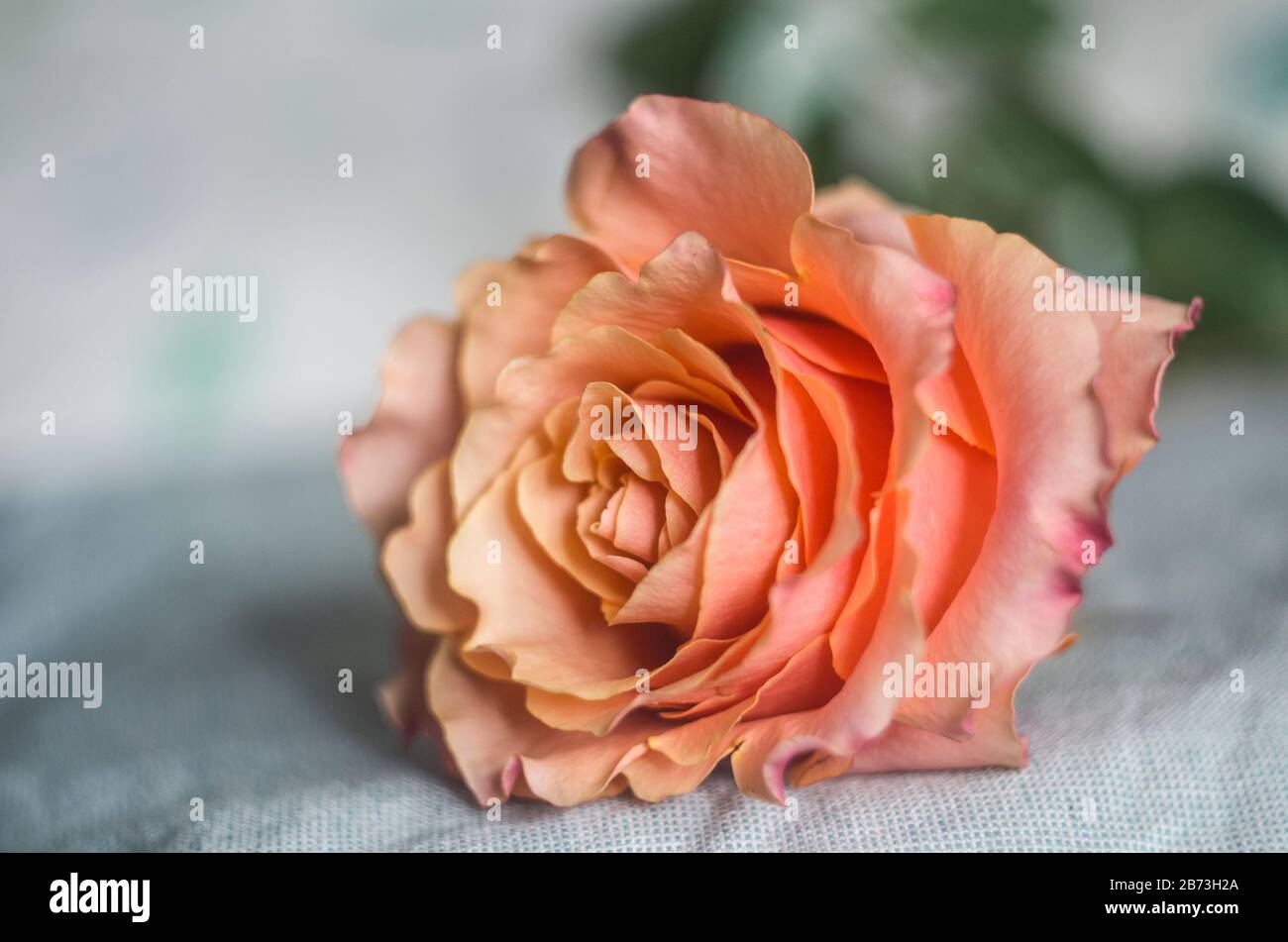 Belle abricot unique rose sur un fond gris flou. Photo de rose de thé. Banque D'Images