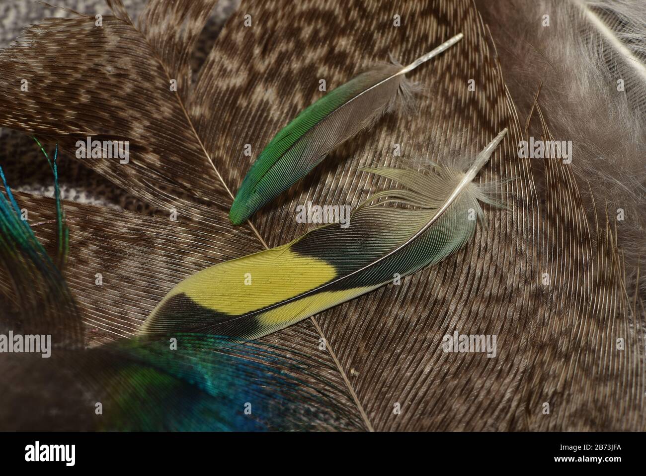 Les plumes de couleur, texture de fond des plumes de l'Ara Arlequin Banque D'Images