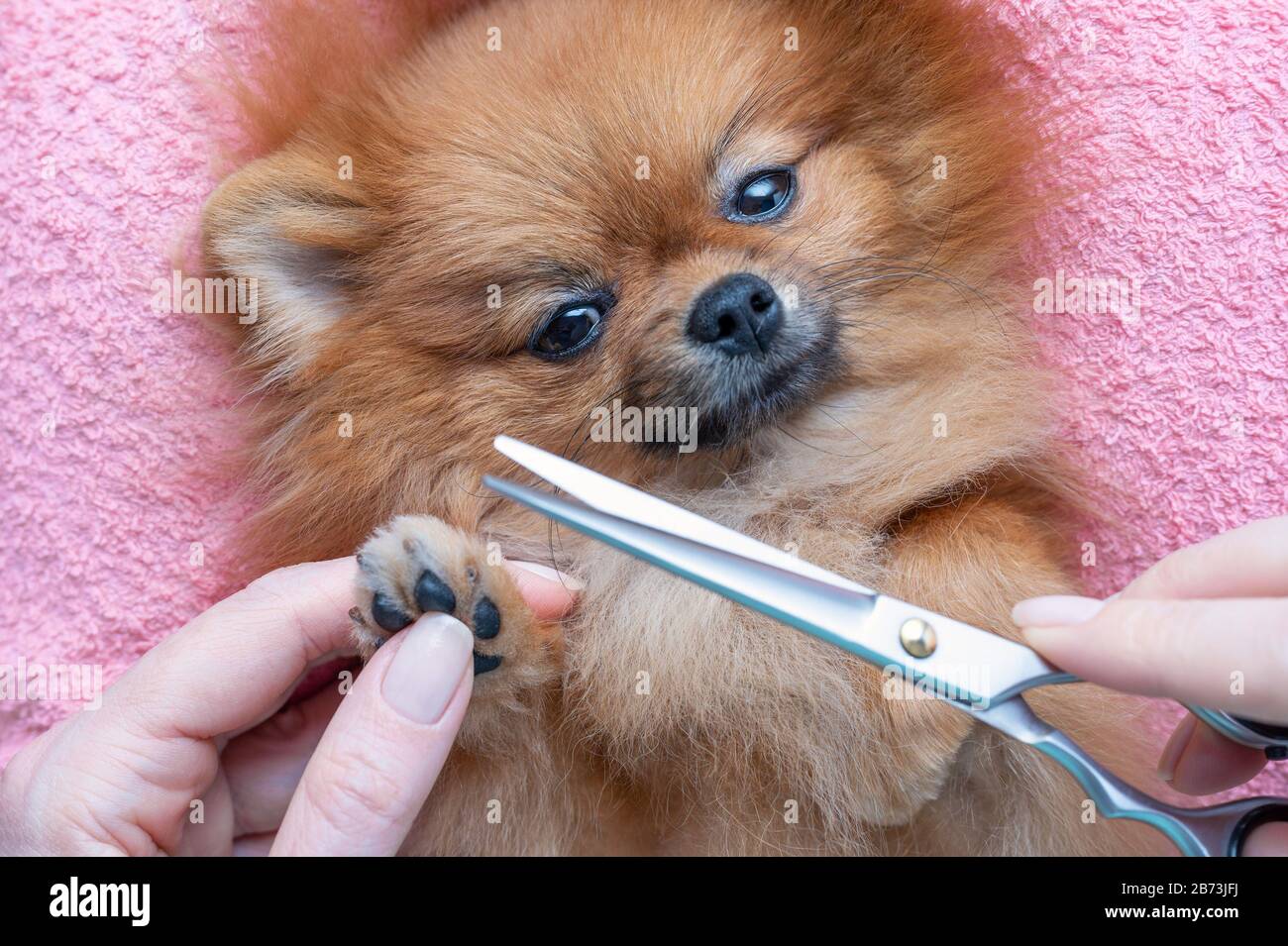 femme coupe les cheveux de chien sur les pattes, foyer sélectif Banque D'Images
