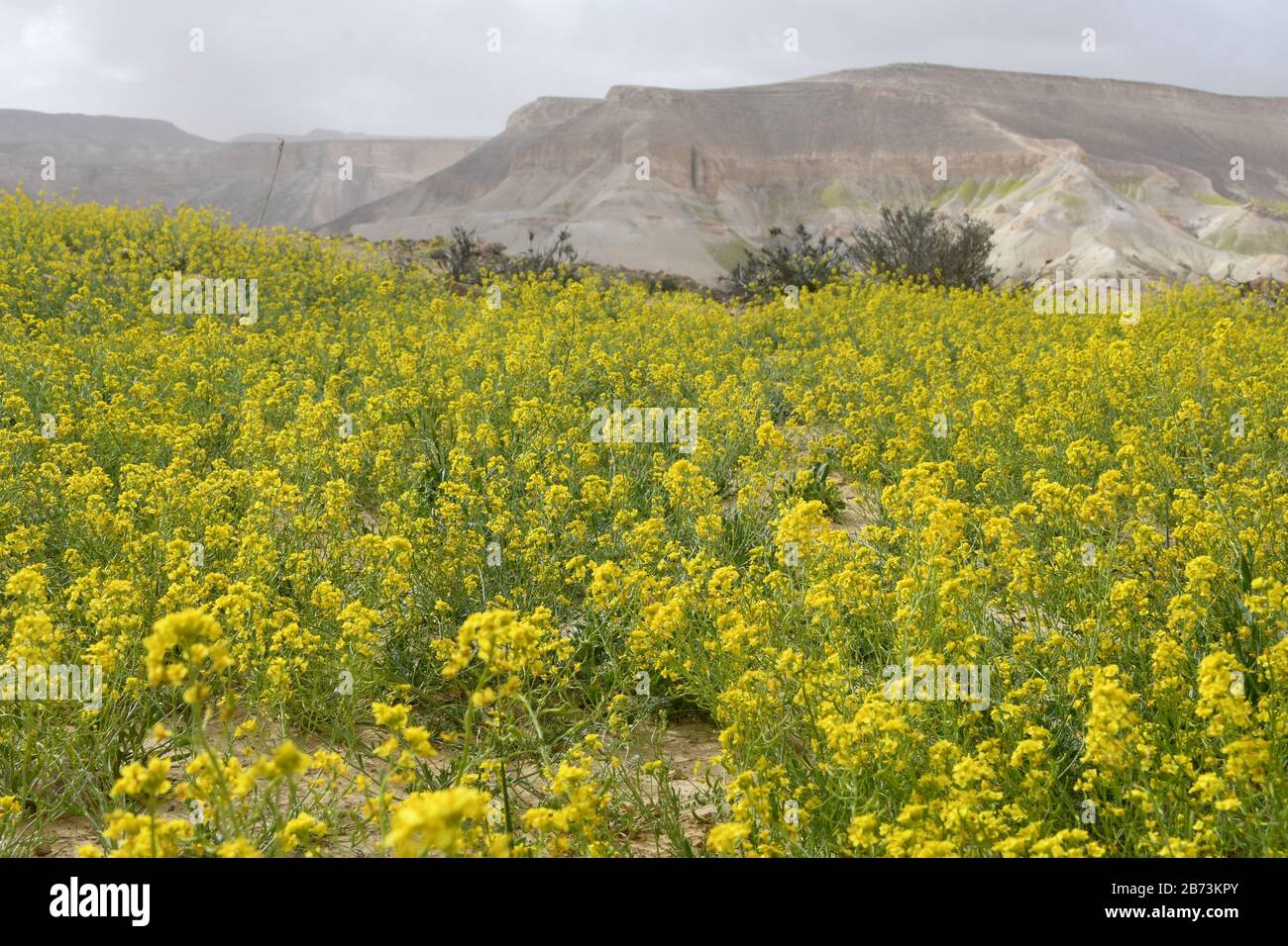 Bloom du désert jaune Après une saison des pluies rare dans le désert du Négev, Israël, une abondance de fleurs sauvages poussent et fleurit. Photographié À Wadi Zin, Banque D'Images