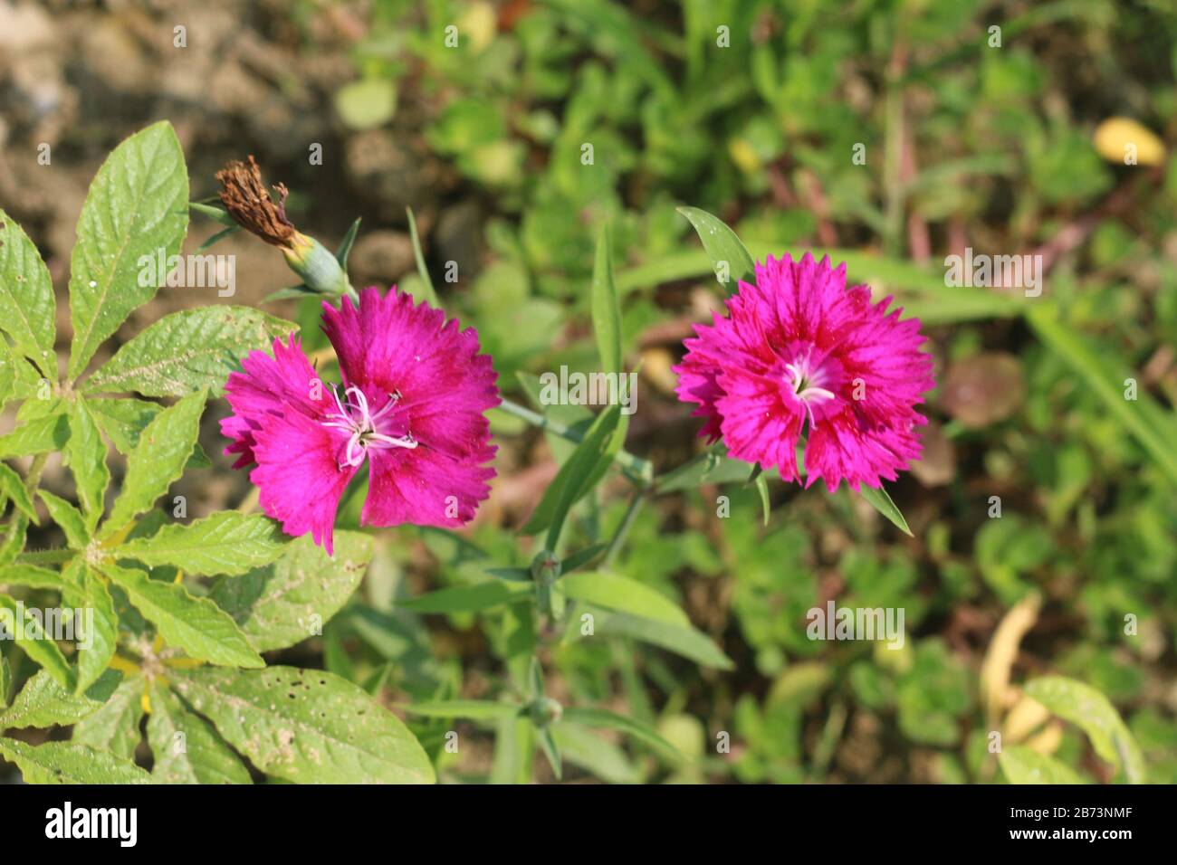 Herbe Flower dans le domaine universitaire Banque D'Images