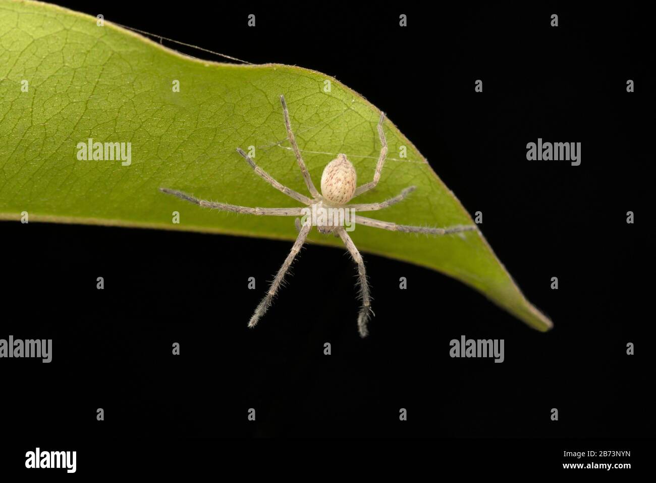 Olios milleti agressif, Spider Huntsman, Sparassidae, Pune, Maharashtra, Inde Banque D'Images