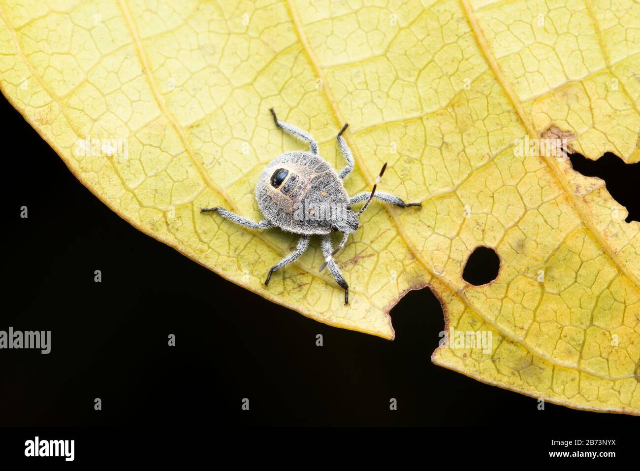 Bug de la poussette, Erthesina acuminata, Pune, Maharashtra, Inde Banque D'Images
