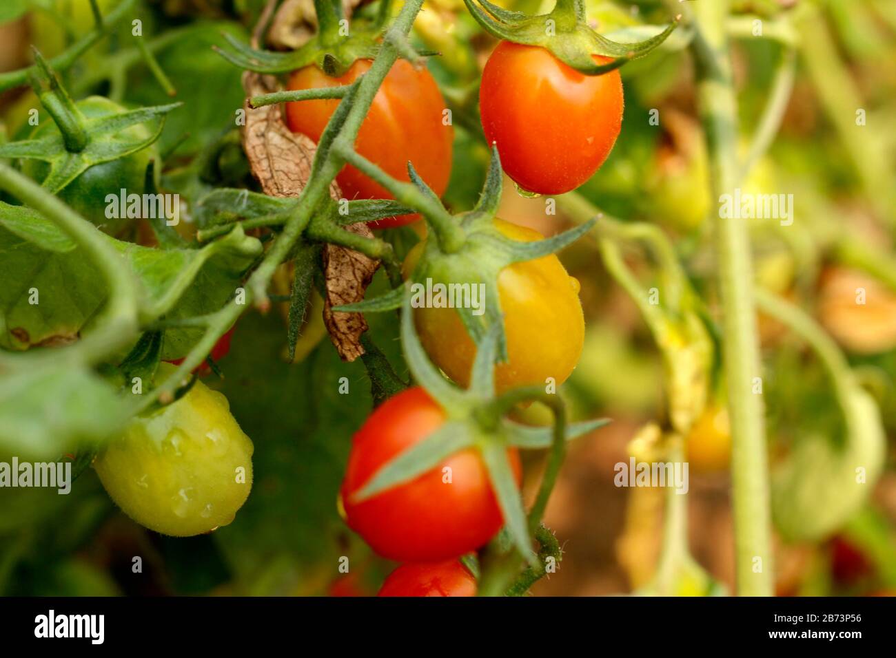 Jardin de fruits de tomate dans l'université d'agriculture le plus grand jardin Banque D'Images