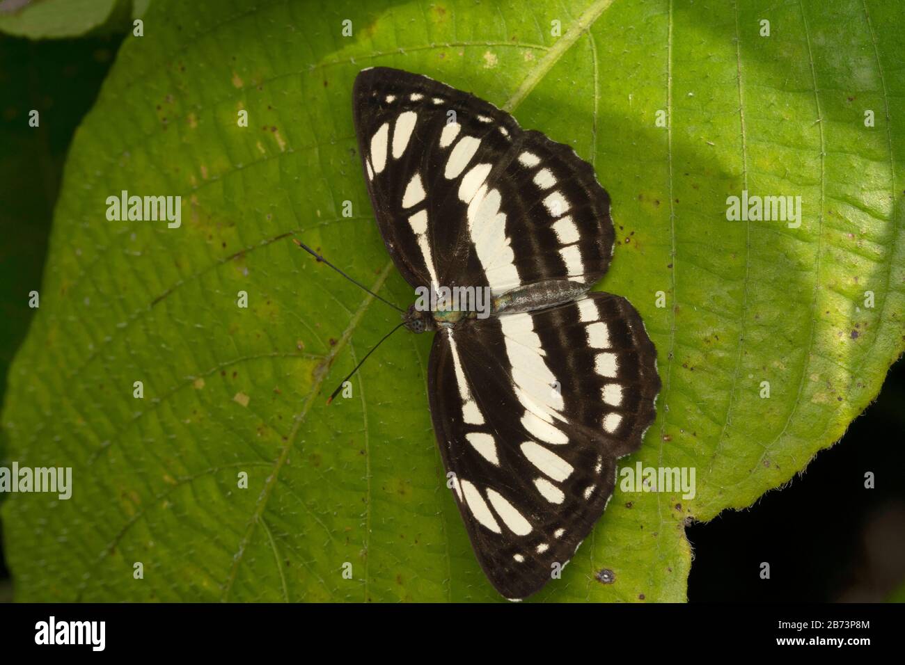 Indian Common Sailor, Neptis Hylas Varmona, Bhimashankar, Maharashtra, Inde Banque D'Images