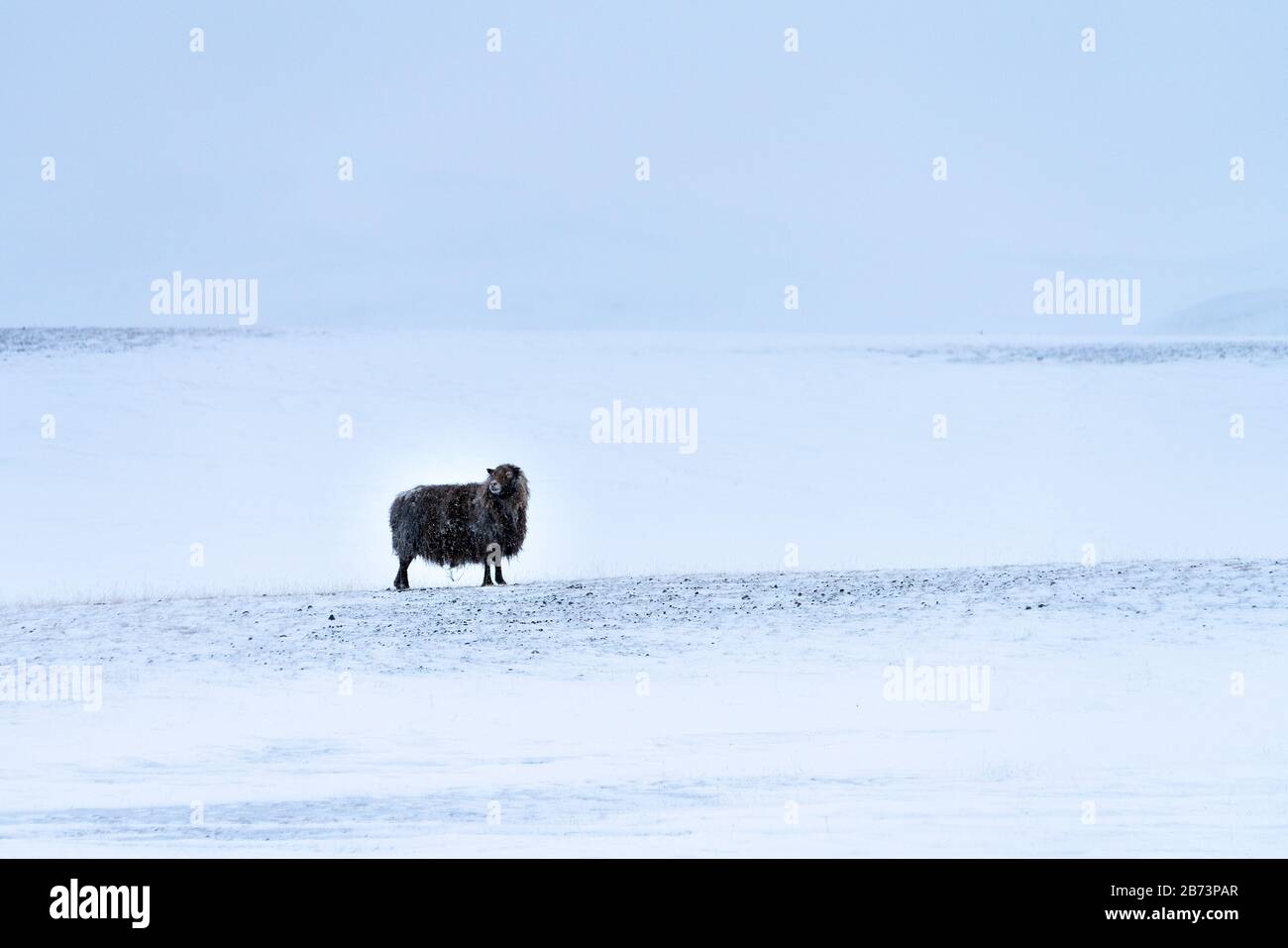 Mouton noir islandais solitaire dans un paysage sauvage sombre de snowscape avec neige légèrement tombée. Sa longue polaire est recouverte de neige gelée Banque D'Images