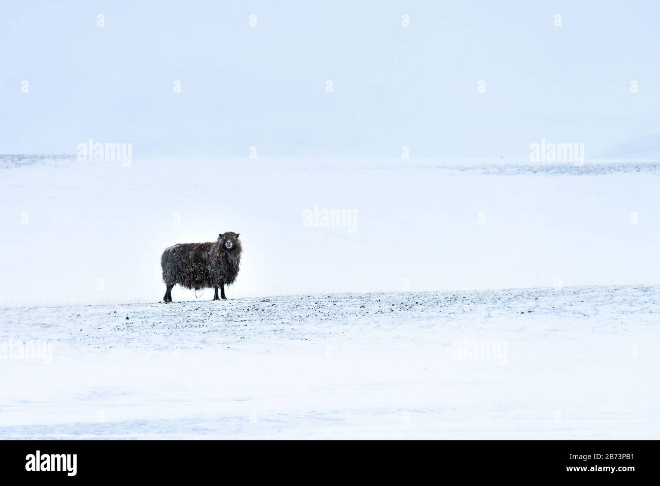 Mouton noir islandais solitaire dans un paysage sauvage sombre de snowscape avec neige légèrement tombée. Sa longue polaire est recouverte de neige gelée Banque D'Images