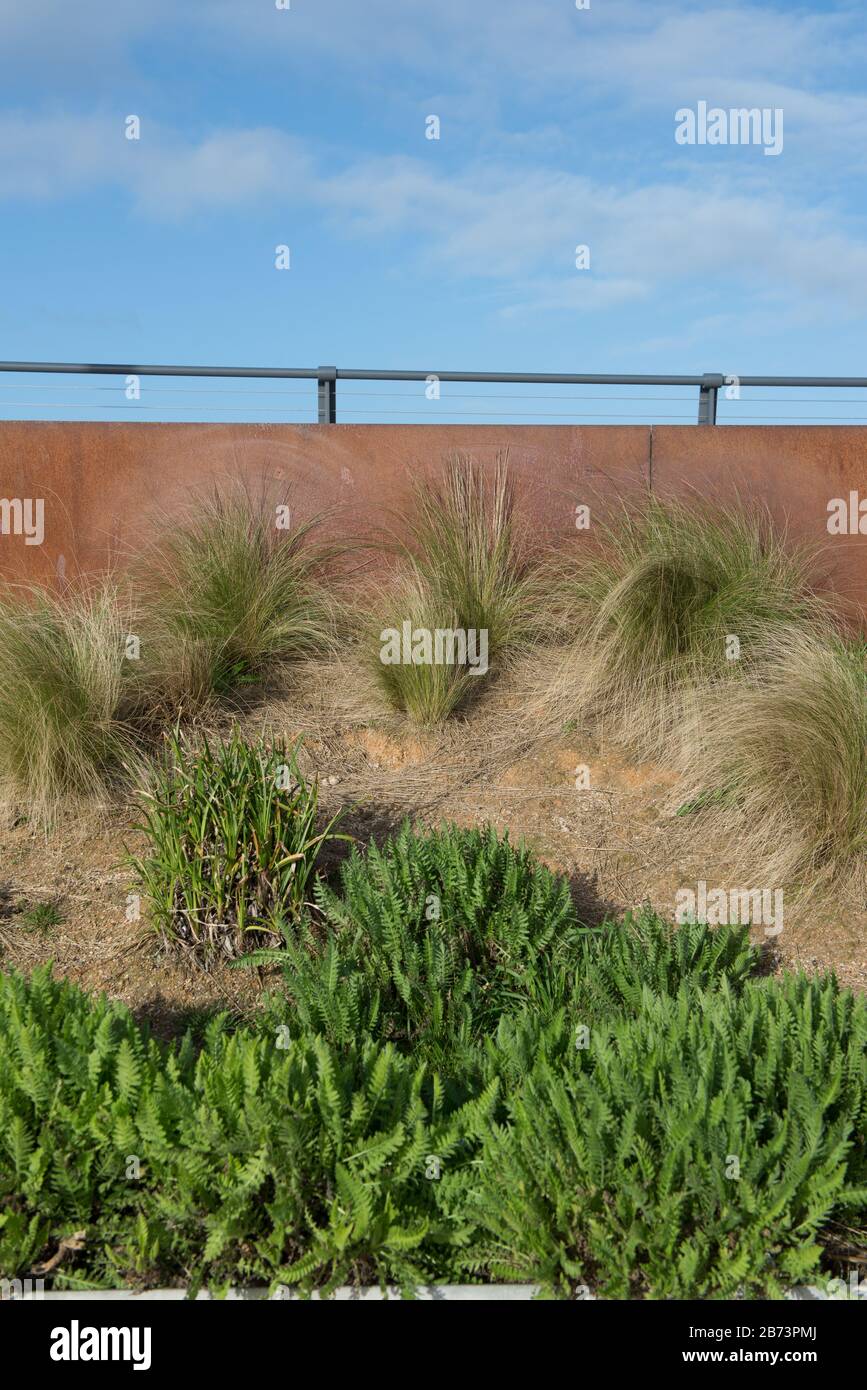 Herbes de Stipa plantées dans un lit recouvert de sable, avec fond en acier corten et ciel bleu Banque D'Images