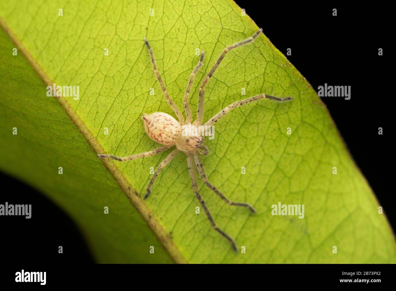 Young Olios Mileti, Huntsman Spider, Sparassidae, Pune, Maharashtra, Inde Banque D'Images