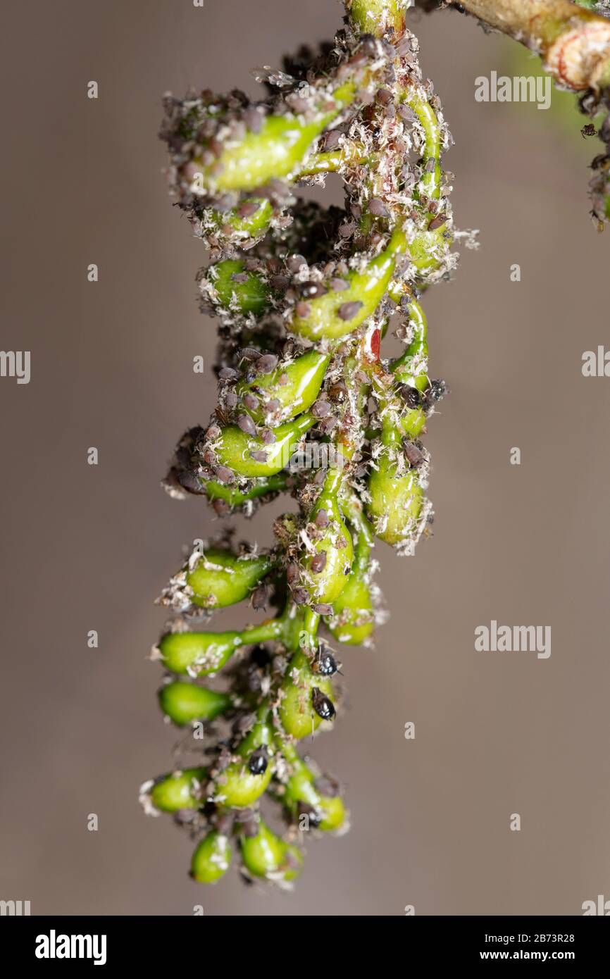 Pucerons sur le sépium de Gliricidia, Pune, Maharashtra, Inde Banque D'Images