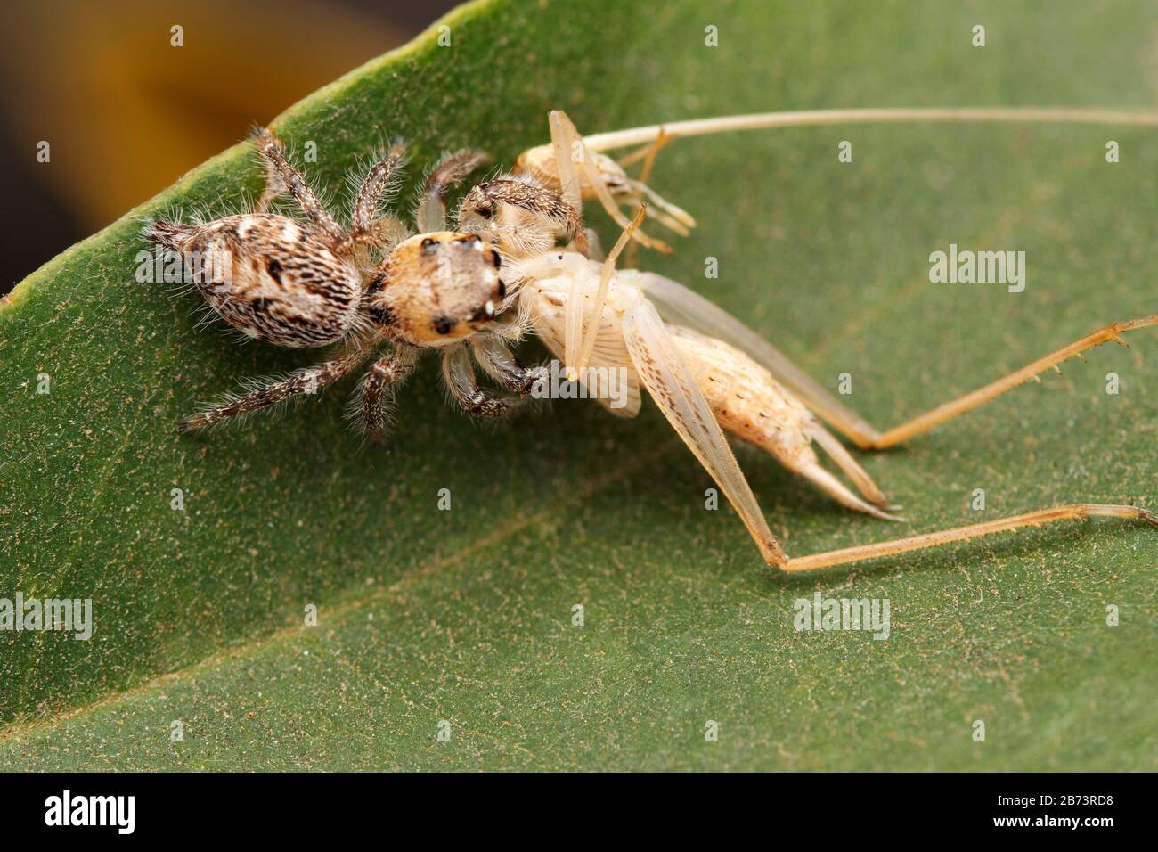 Cavalier lourd également connu sous le nom d'araignée de cavalier lourd semi-coptée, Hyllus semicupreus femelle chasse sur nymphe katydid Banque D'Images