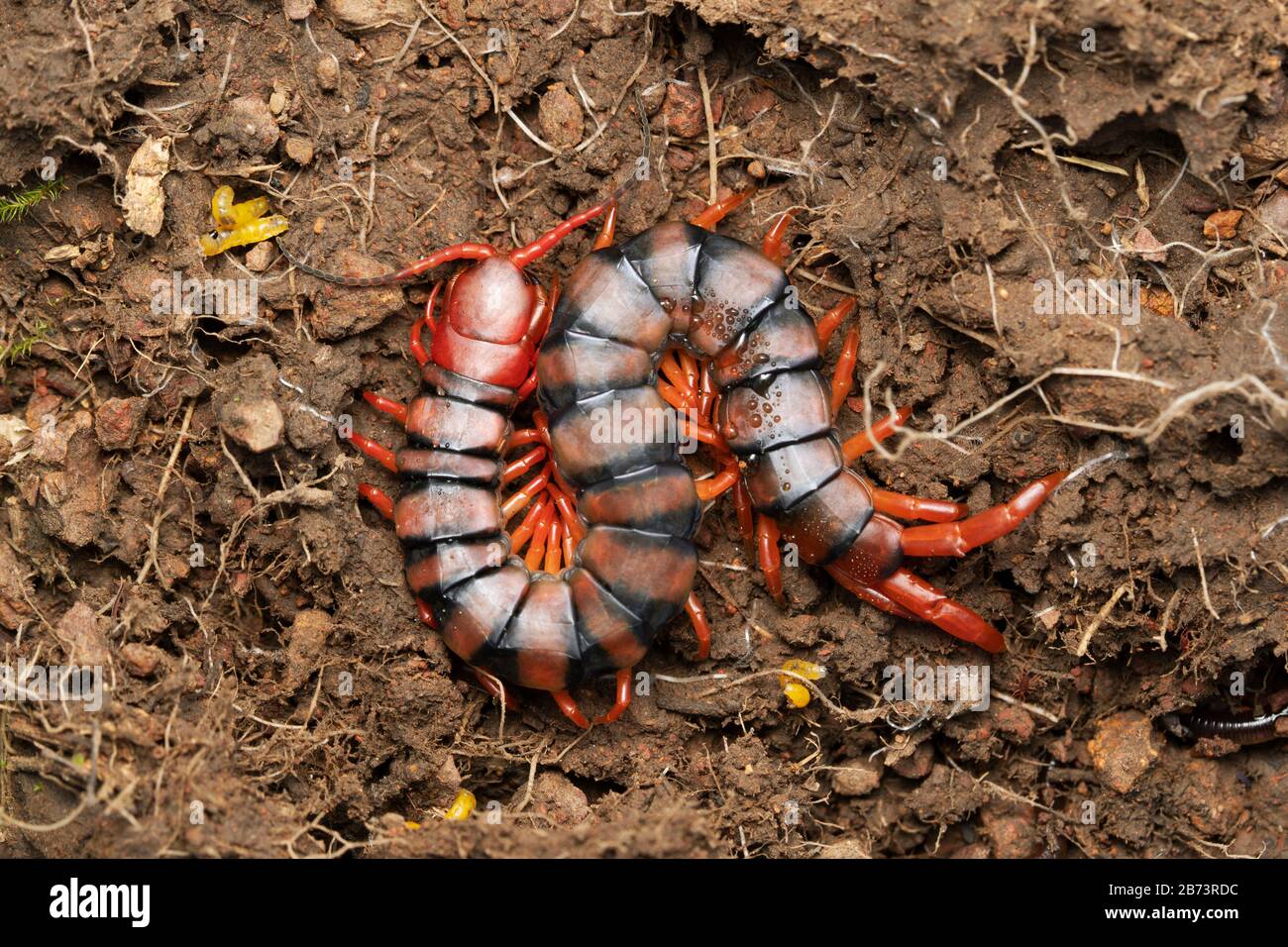 Indian Gaint Centipede, Scolopdra Hardwickei, Satara, Maharahtra, Inde Banque D'Images