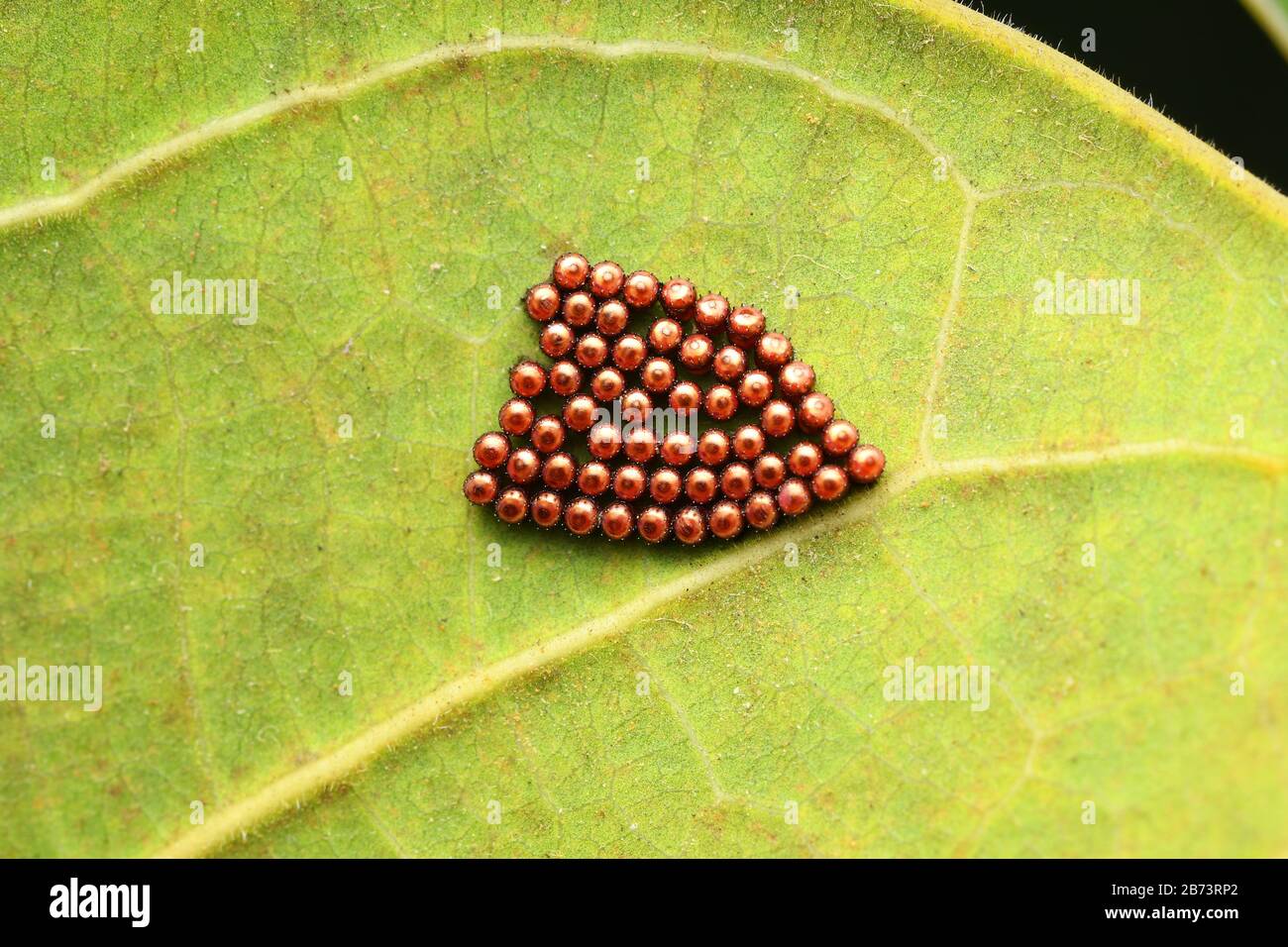 Œufs de punaises, œufs de pentaatomidae, pune, Maharashtra, India.JPG Banque D'Images