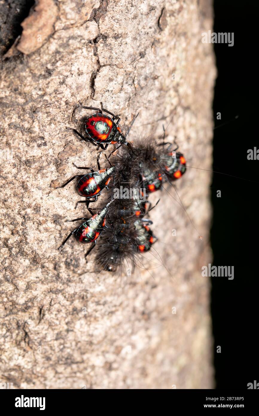 La chasse aux insectes (Euthyrhynchus florandus) sur le moth caterpillar Banque D'Images