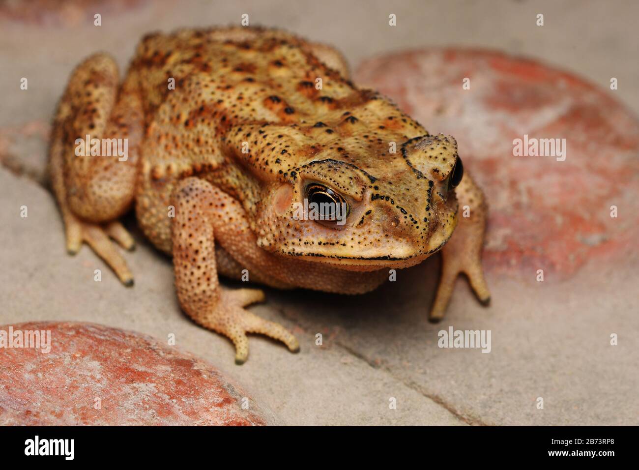 Angle supérieur des yeux d'or de Duttaphrynus melanostictus, crapaud indien, distribution , dans toute l'Inde Banque D'Images
